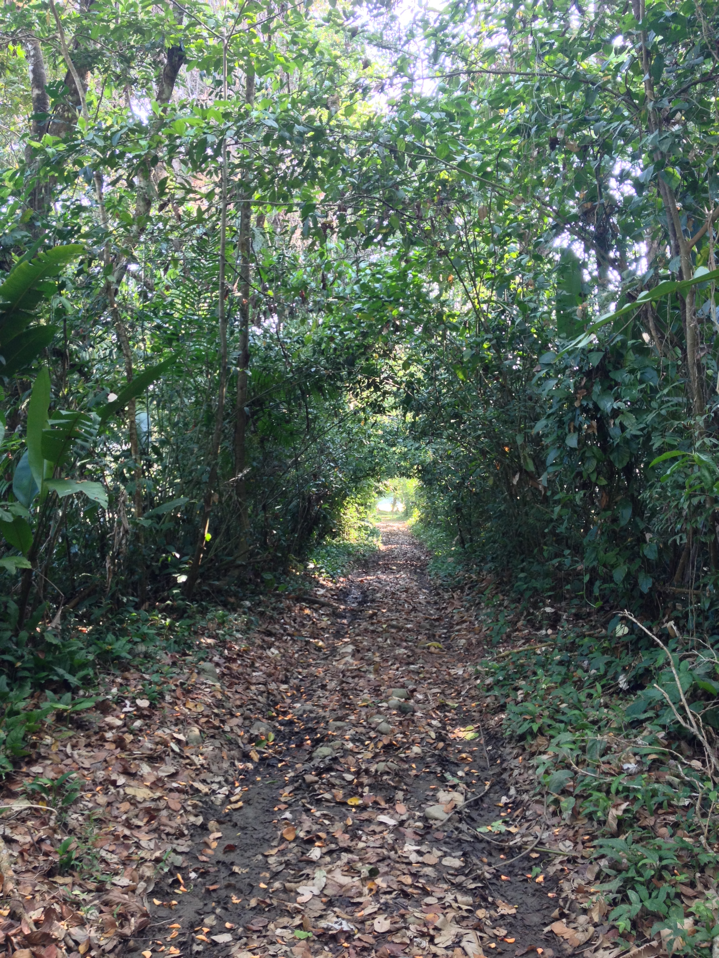 รูปถ่าย คอสตาริกา(Costa Rica) อูบีตา(Uvita) 2015-03 15