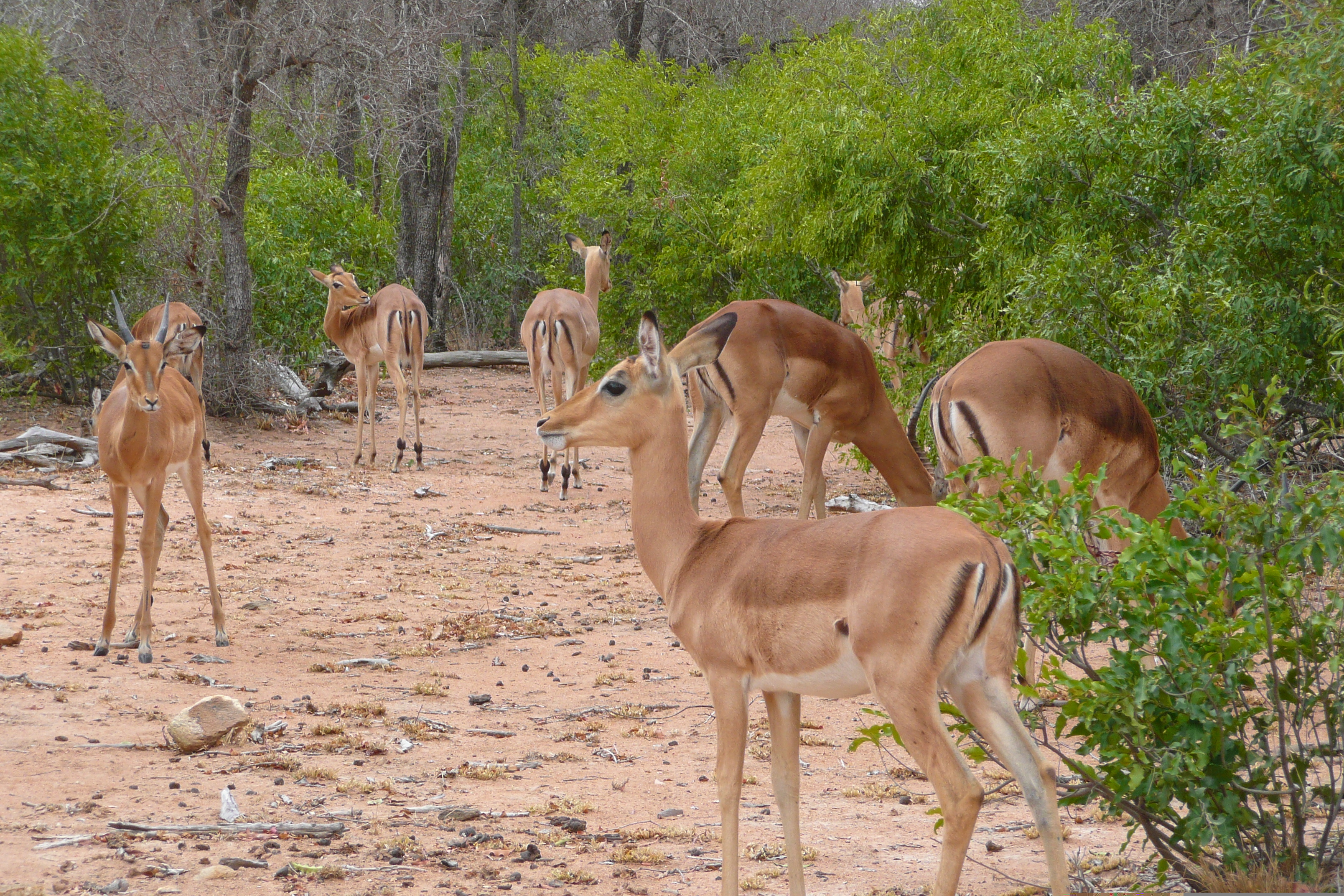 รูปถ่าย แอฟริกาใต้(South Africa) อุทยานแห่งชาติครูเกอร์(Kruger National Park) 2008-09 126