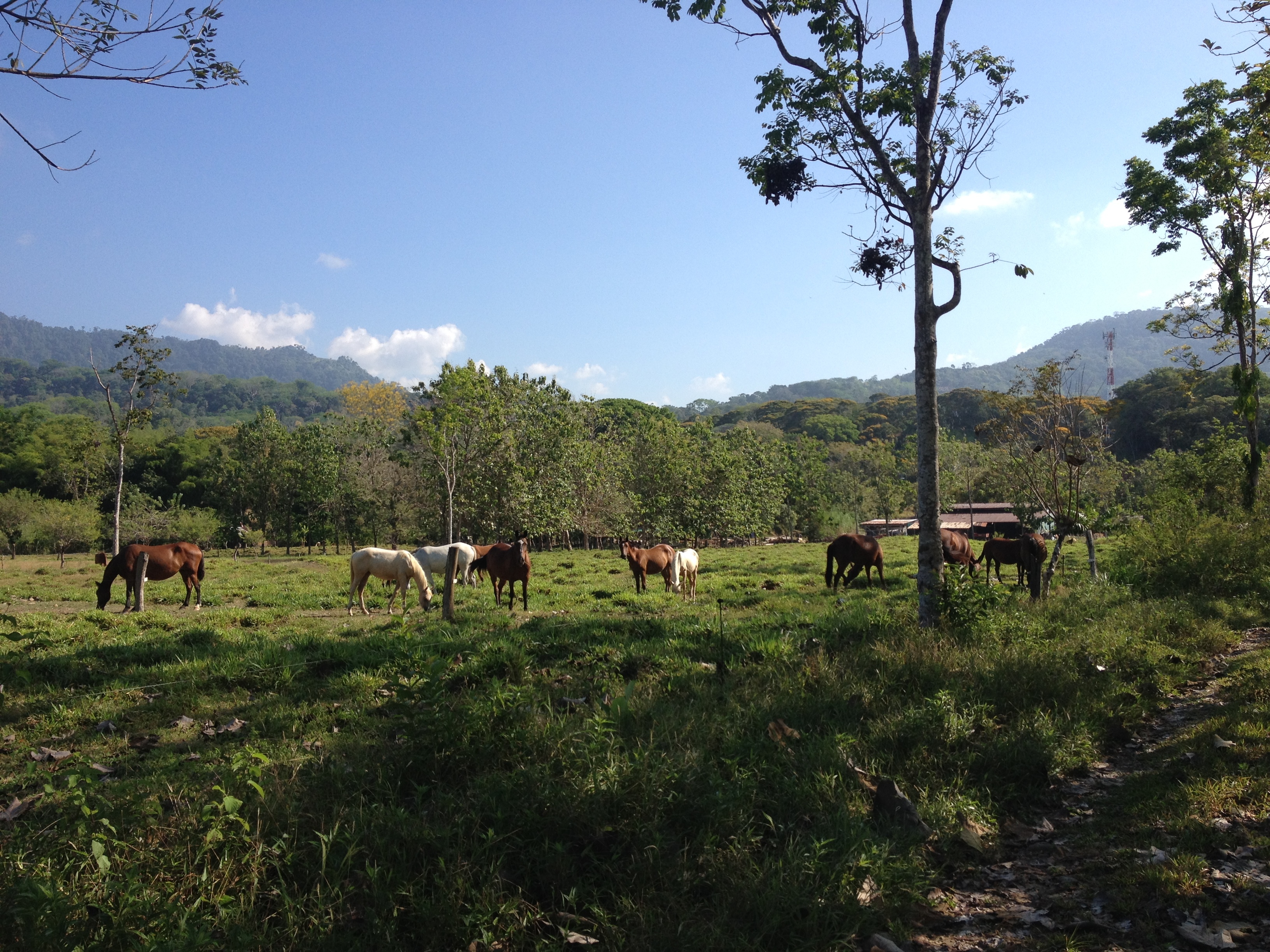 รูปถ่าย คอสตาริกา(Costa Rica) อูบีตา(Uvita) 2015-03 13