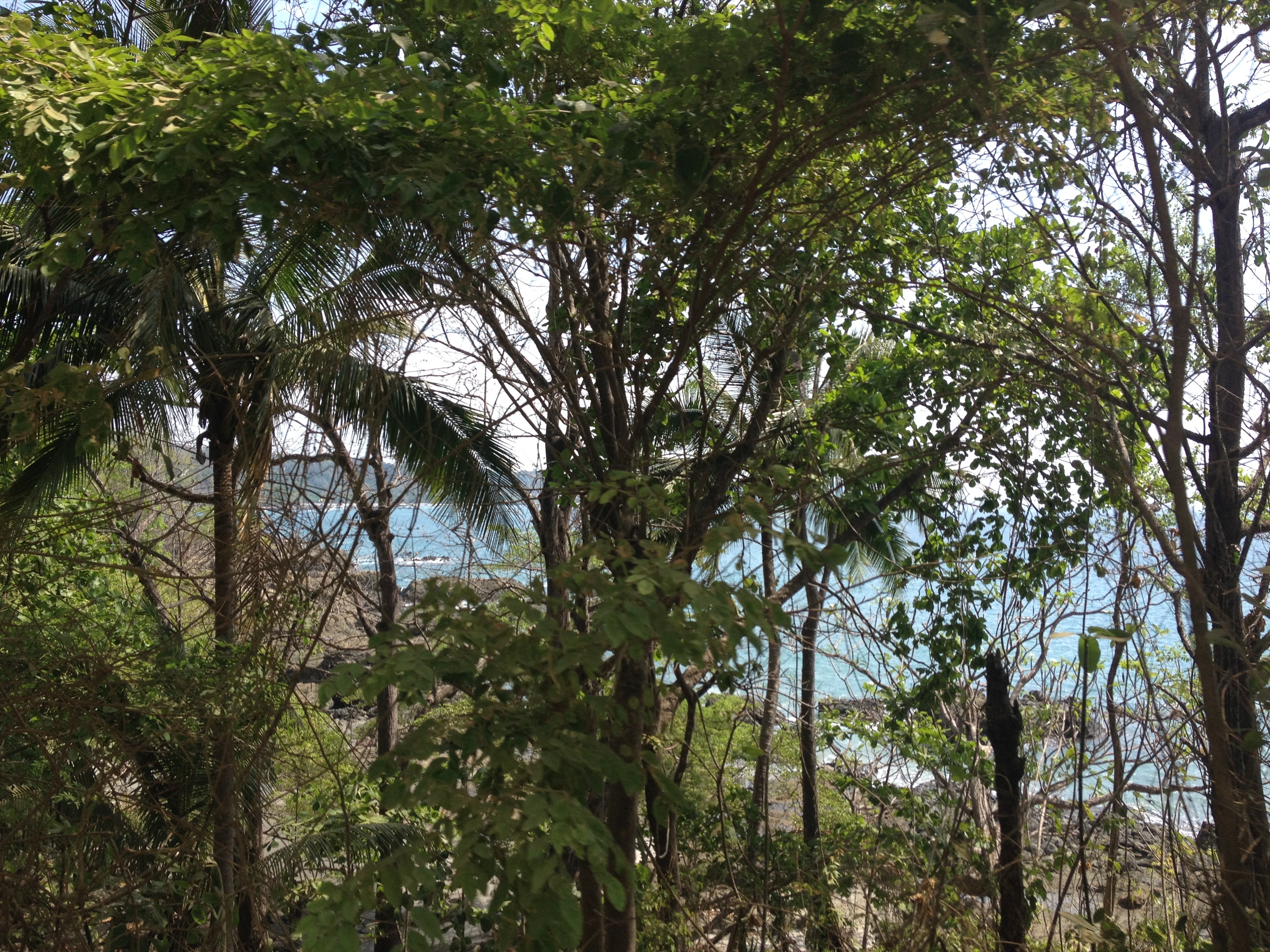 รูปถ่าย คอสตาริกา(Costa Rica) มอนเตซูมา(Montezuma) 2015-03 347