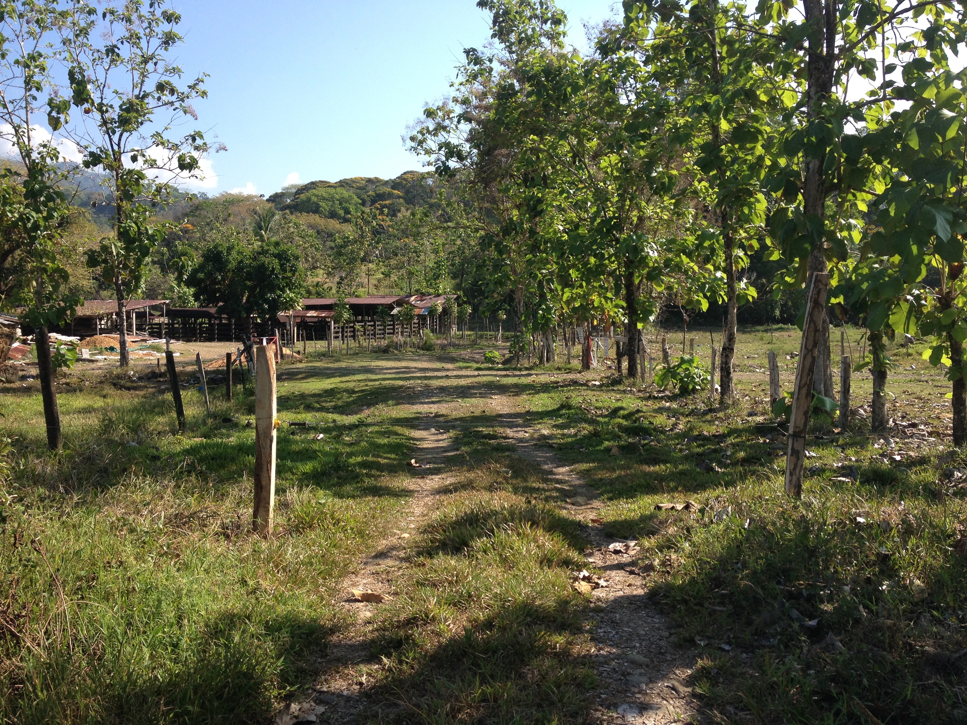 รูปถ่าย คอสตาริกา(Costa Rica) อูบีตา(Uvita) 2015-03 1
