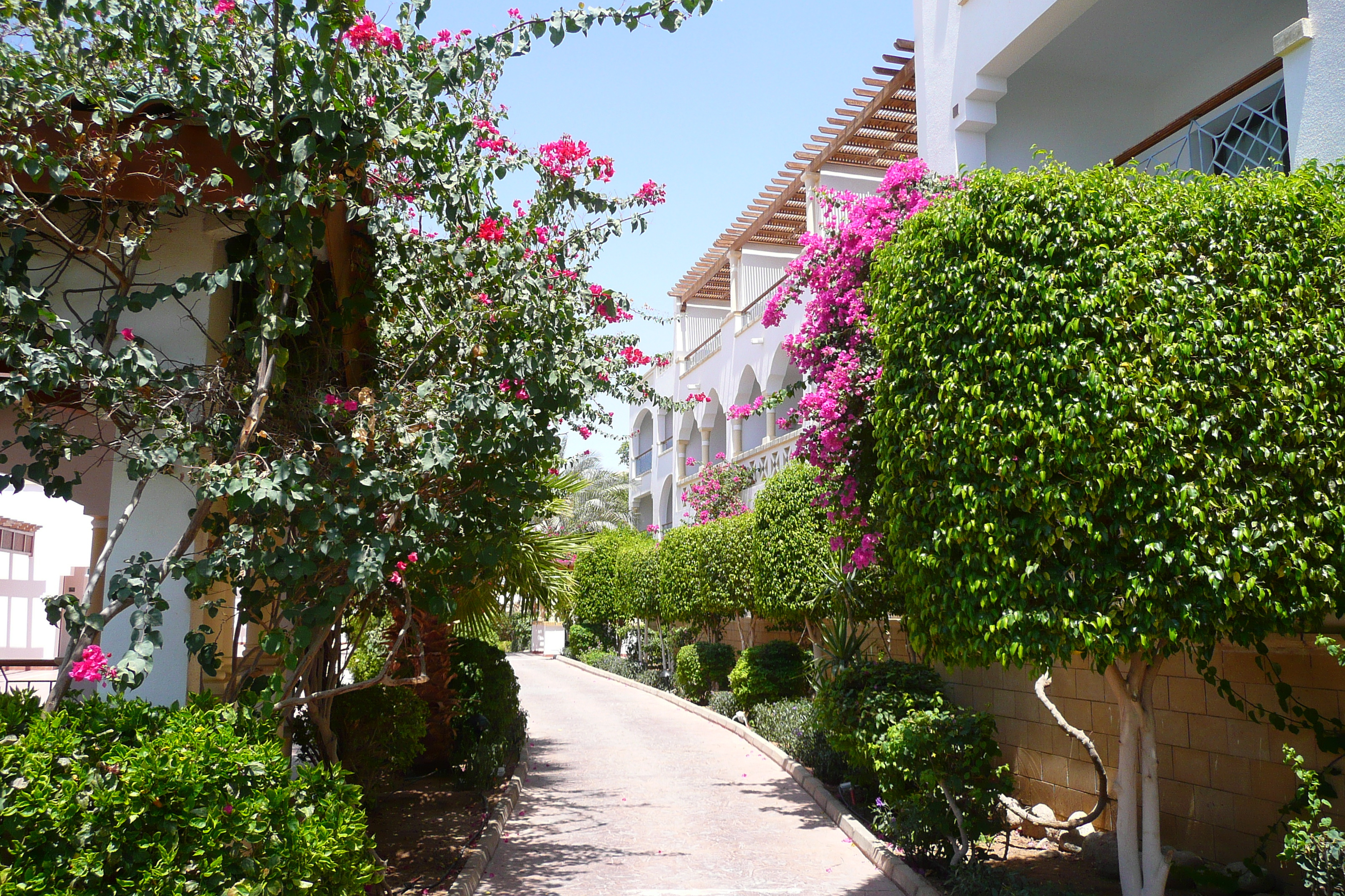 รูปถ่าย อียิปต์(Egypt) ชาร์มเอลชีค(Sharm el Sheikh) โรงแรมไฮแอต(Hyatt Hotel) 2008-06 174