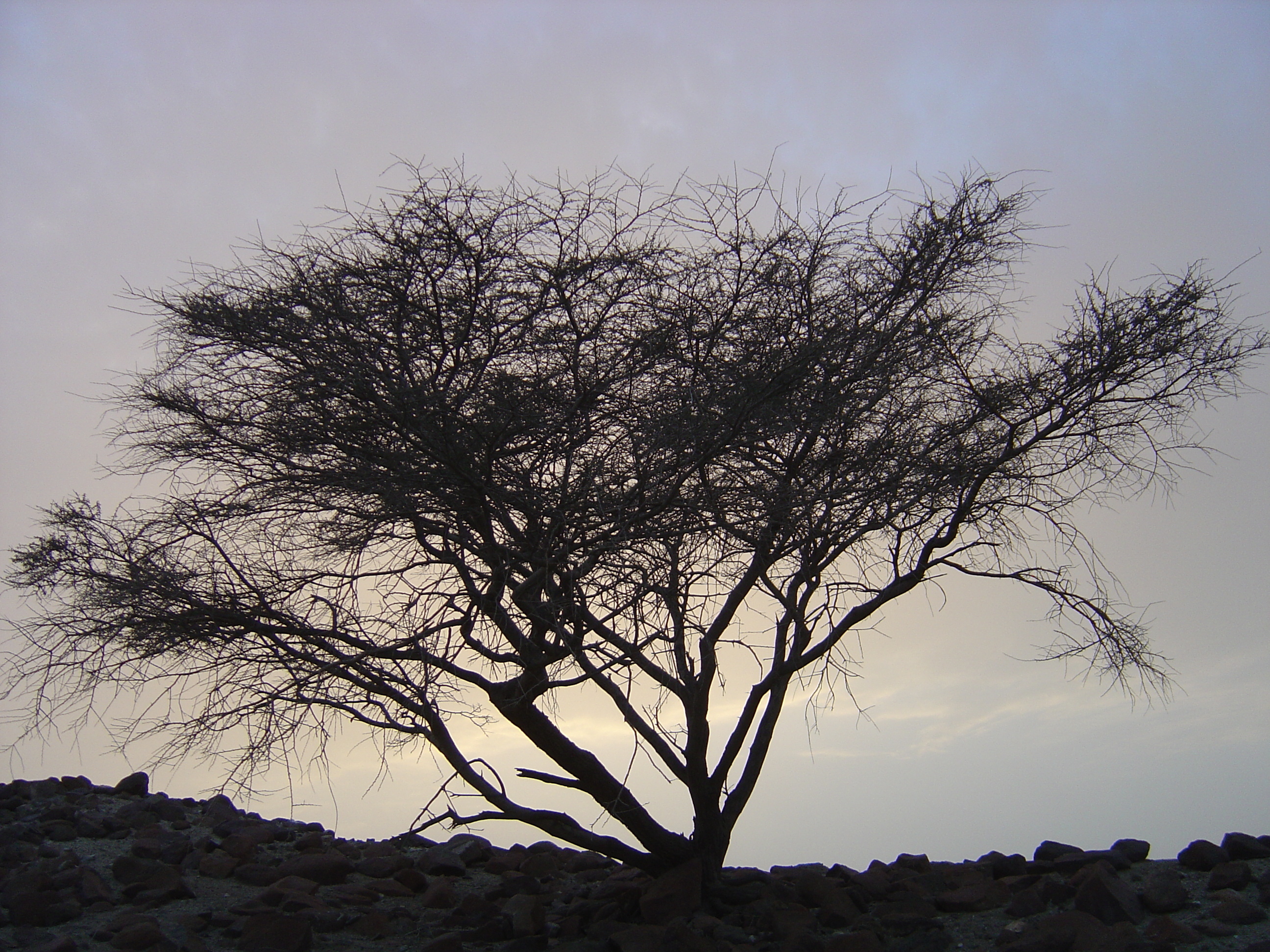 รูปถ่าย โอมาน(Oman) จากบูไรมิไปถนนโซฮาร์(Buraimi to Sohar road) 2005-03 31