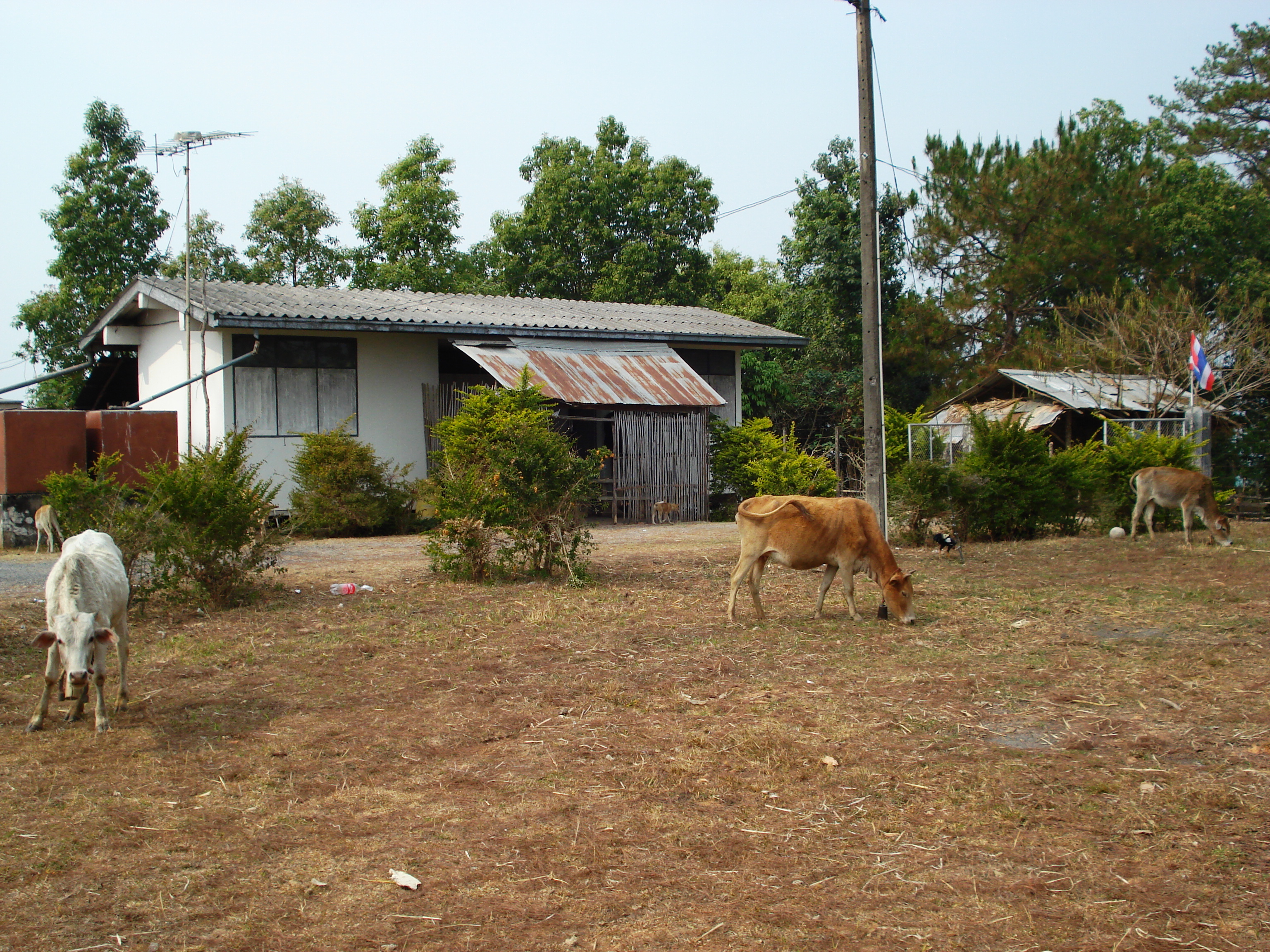 รูปถ่าย ไทย(Thailand) ถนนจากเชียงใหม่ไปปาย(Chiang Mai to Pai road) 2007-02 72