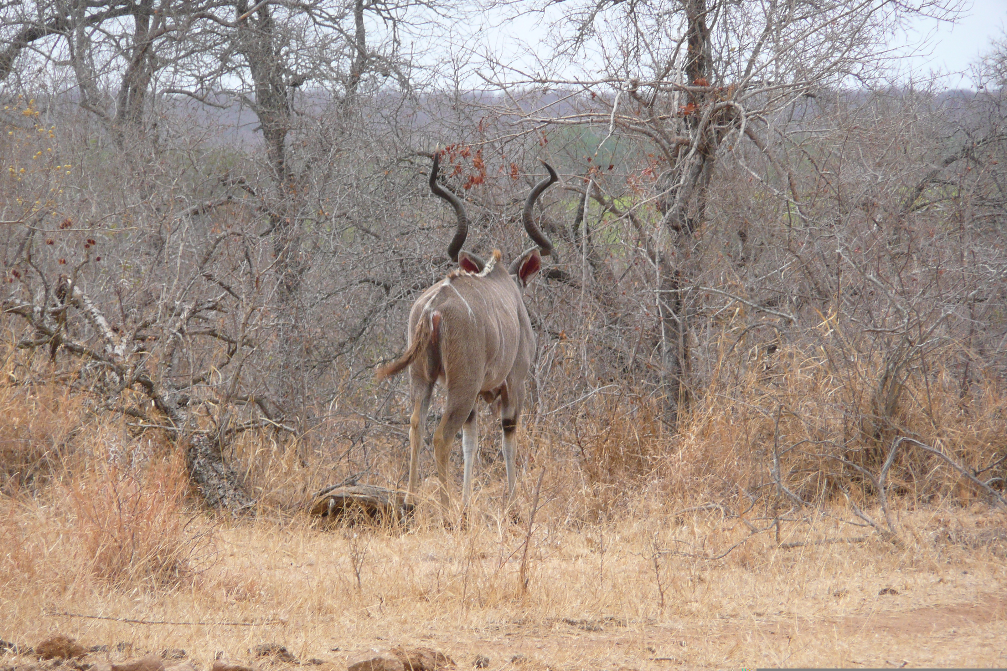 รูปถ่าย แอฟริกาใต้(South Africa) อุทยานแห่งชาติครูเกอร์(Kruger National Park) ถนนเลียบแม่น้ำครอกโคไดล์(Crocodile River road) 2008-09 30