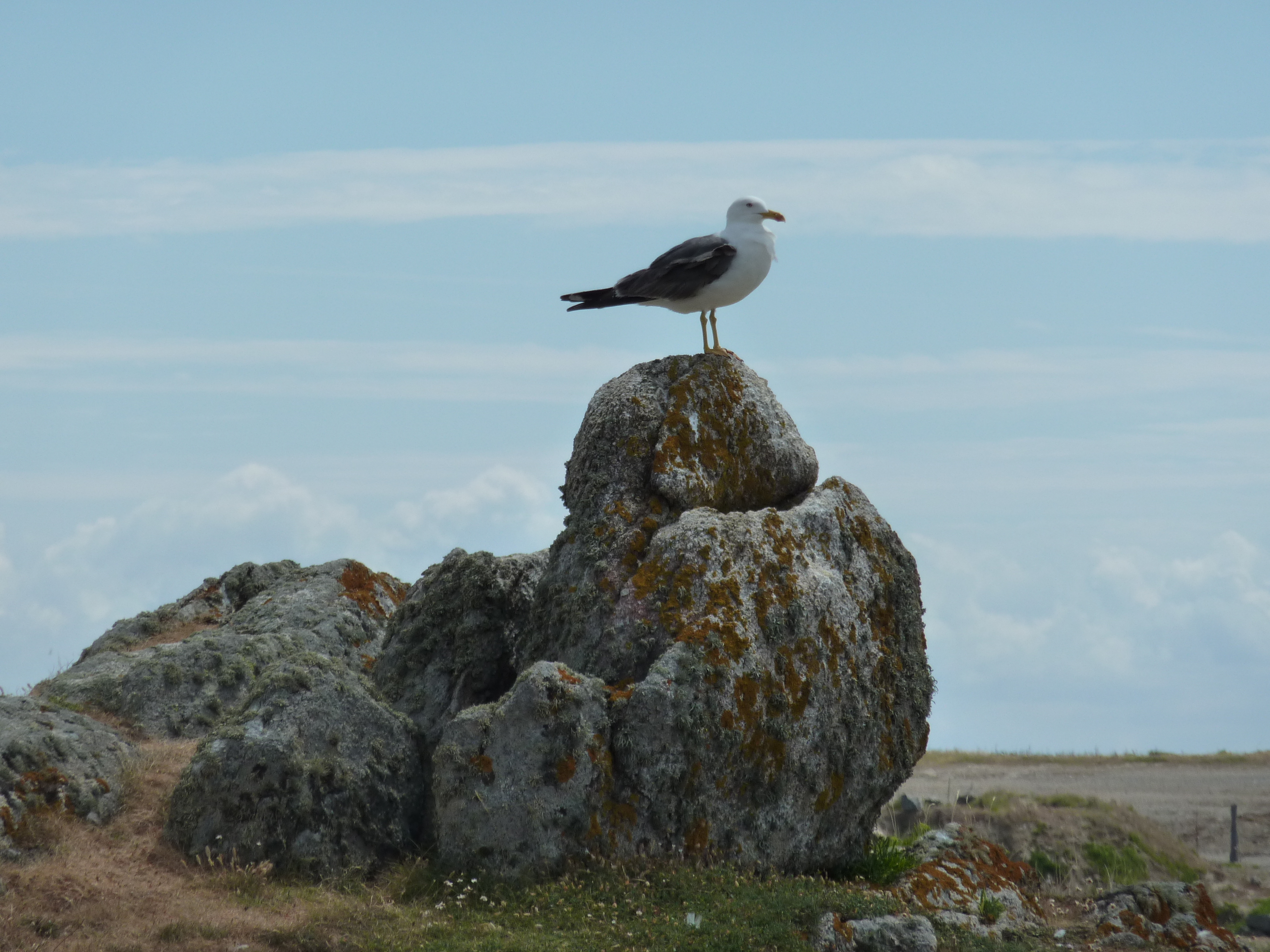 รูปถ่าย ฝรั่งเศส(France) เกาะดีเยอ(Ile d'yeu) 2009-07 74