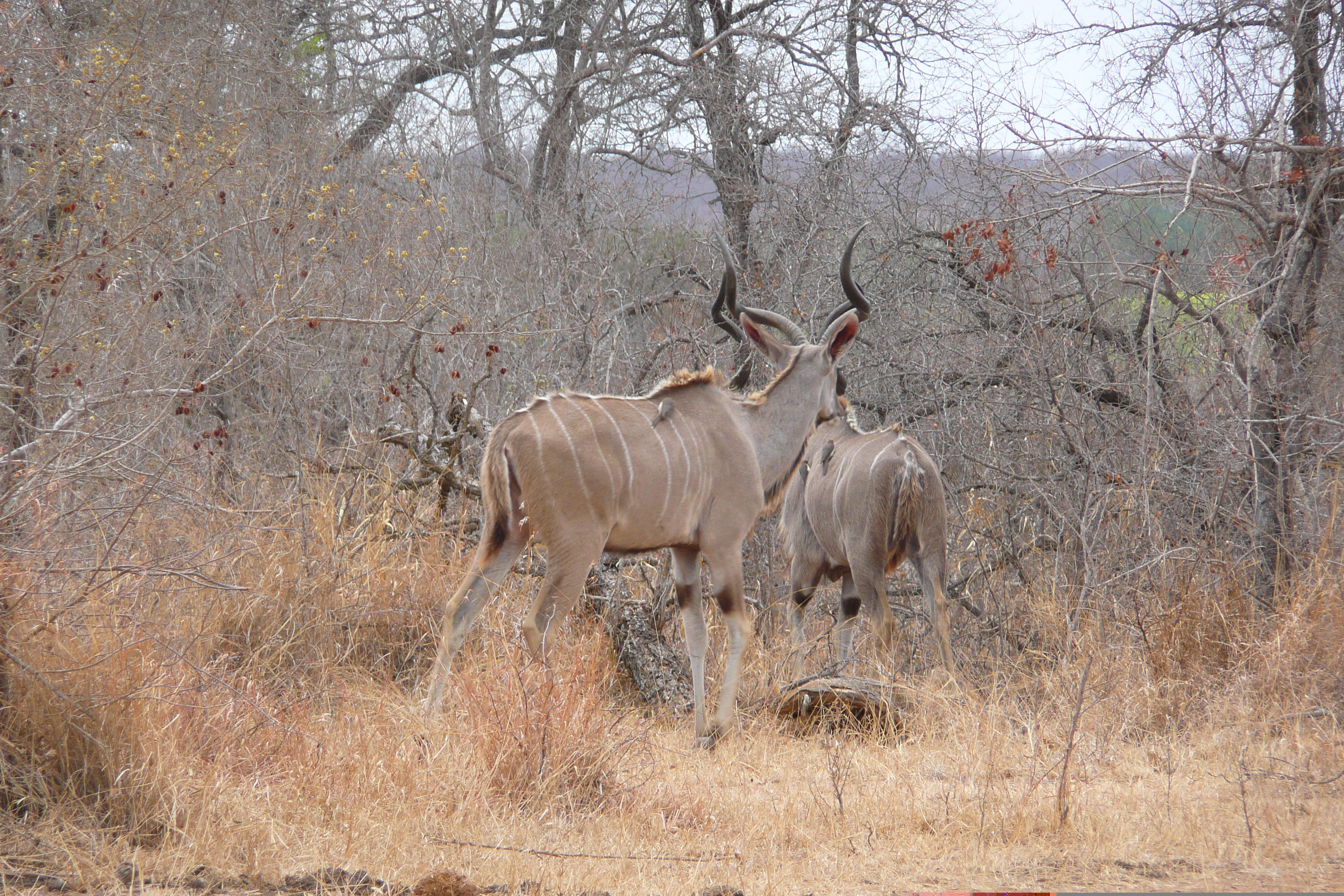 รูปถ่าย แอฟริกาใต้(South Africa) อุทยานแห่งชาติครูเกอร์(Kruger National Park) ถนนเลียบแม่น้ำครอกโคไดล์(Crocodile River road) 2008-09 44