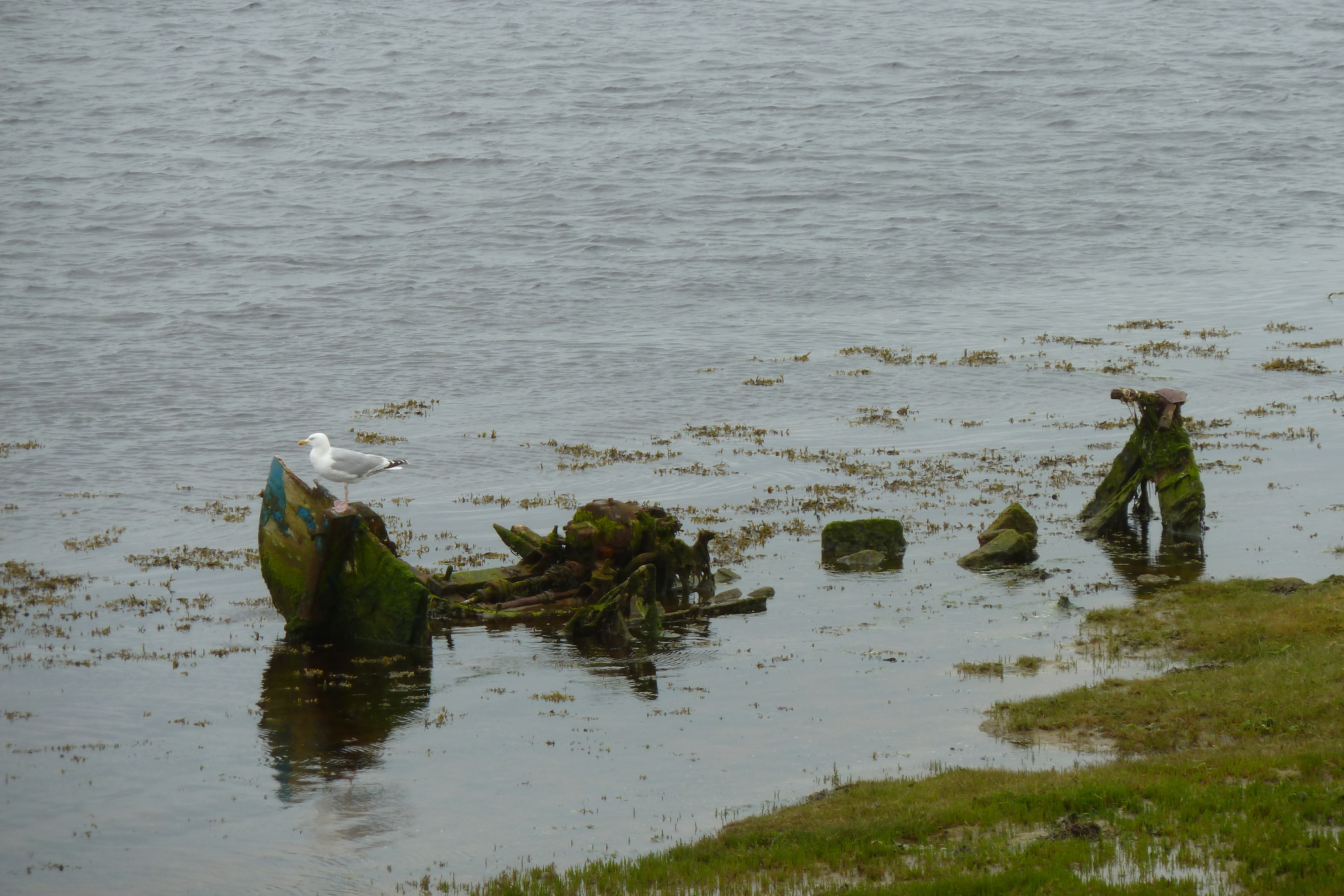 รูปถ่าย อังกฤษ(United Kingdom) สกอตแลนด์(Scotland) ลอสซีเมาท์(Lossiemouth) 2011-07 13