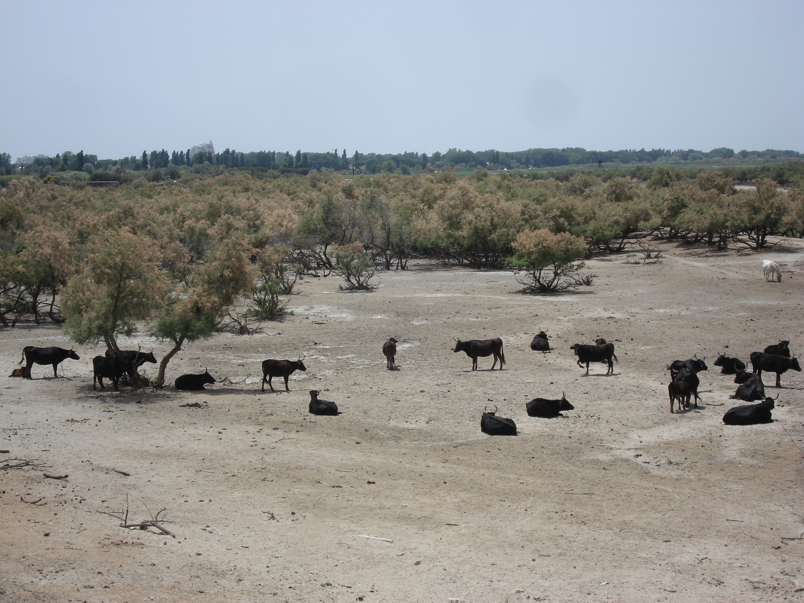 รูปถ่าย ฝรั่งเศส(France) กามาร์เกอ(Camargue) 2006-06 9