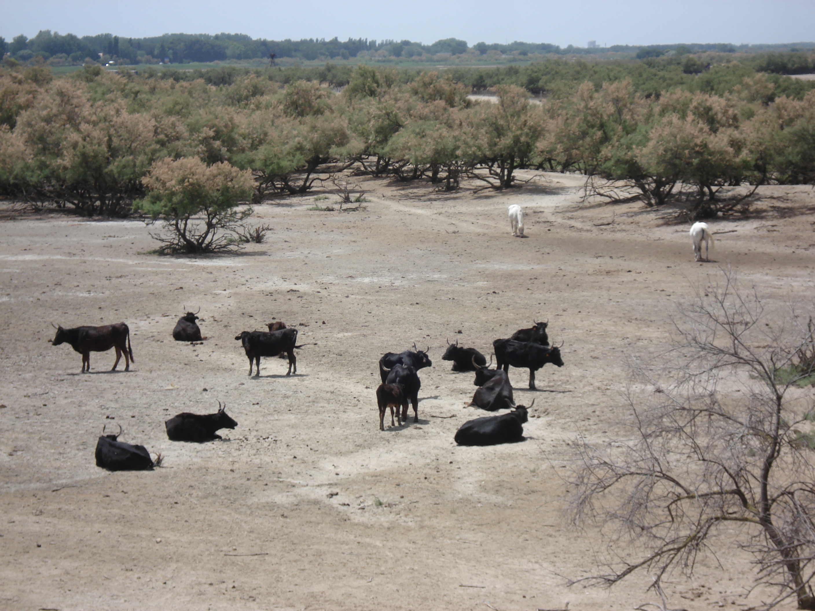 รูปถ่าย ฝรั่งเศส(France) กามาร์เกอ(Camargue) 2006-06 8