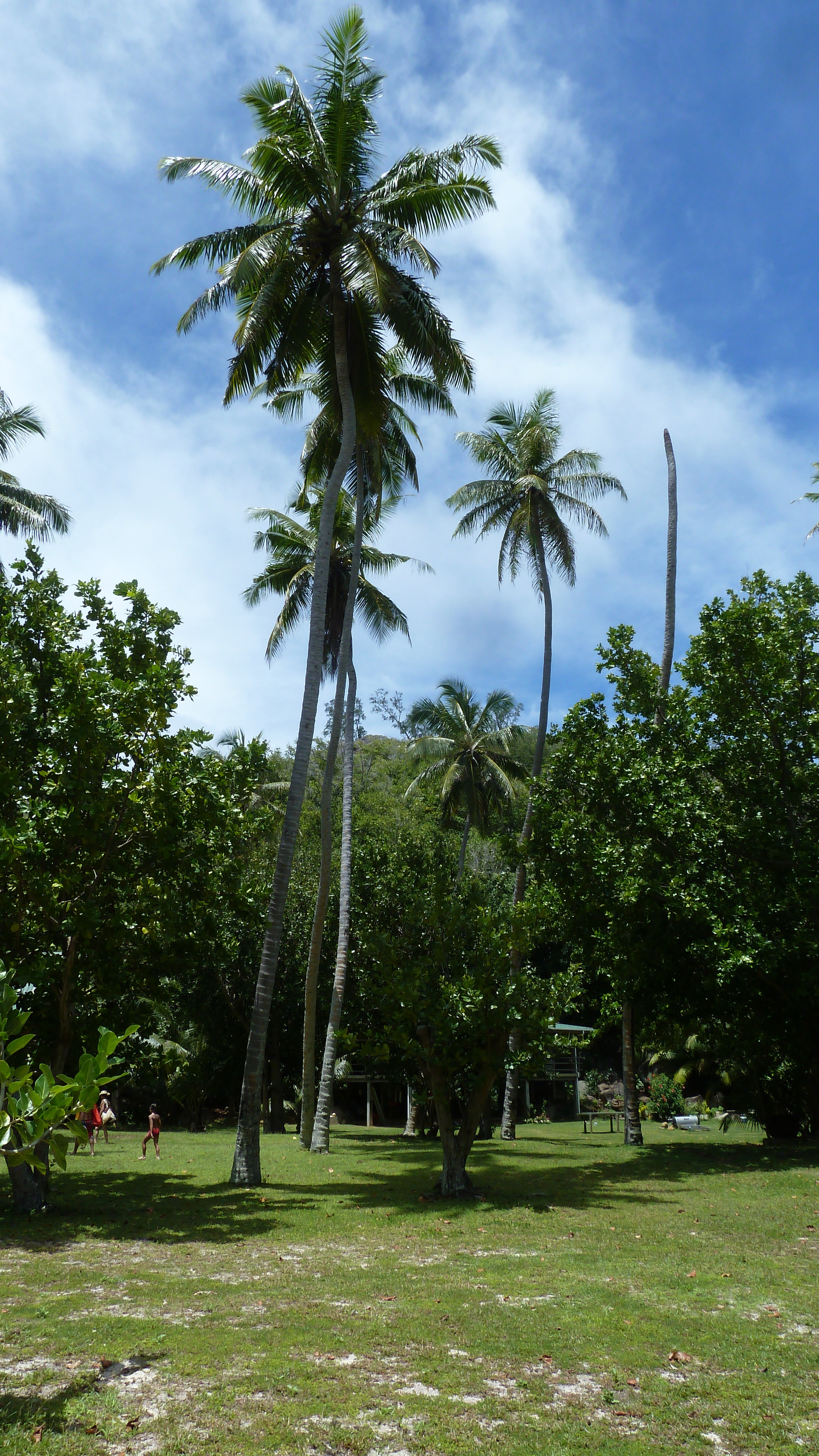 รูปถ่าย เซเชลส์(Seychelles) เกาะกร็องด์เซอร์(Grande Soeur) 2011-10 93