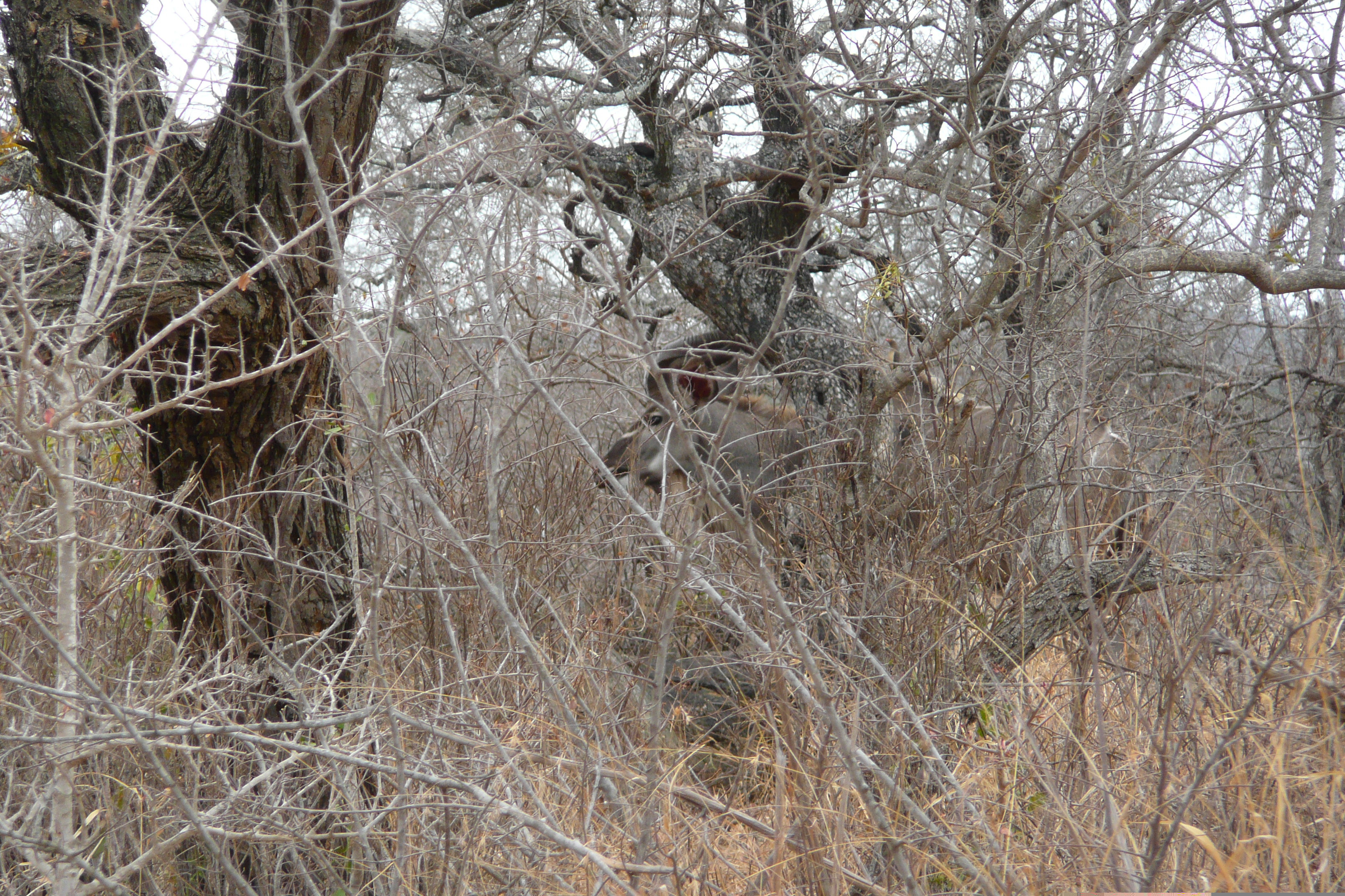 รูปถ่าย แอฟริกาใต้(South Africa) อุทยานแห่งชาติครูเกอร์(Kruger National Park) ถนนเลียบแม่น้ำครอกโคไดล์(Crocodile River road) 2008-09 36