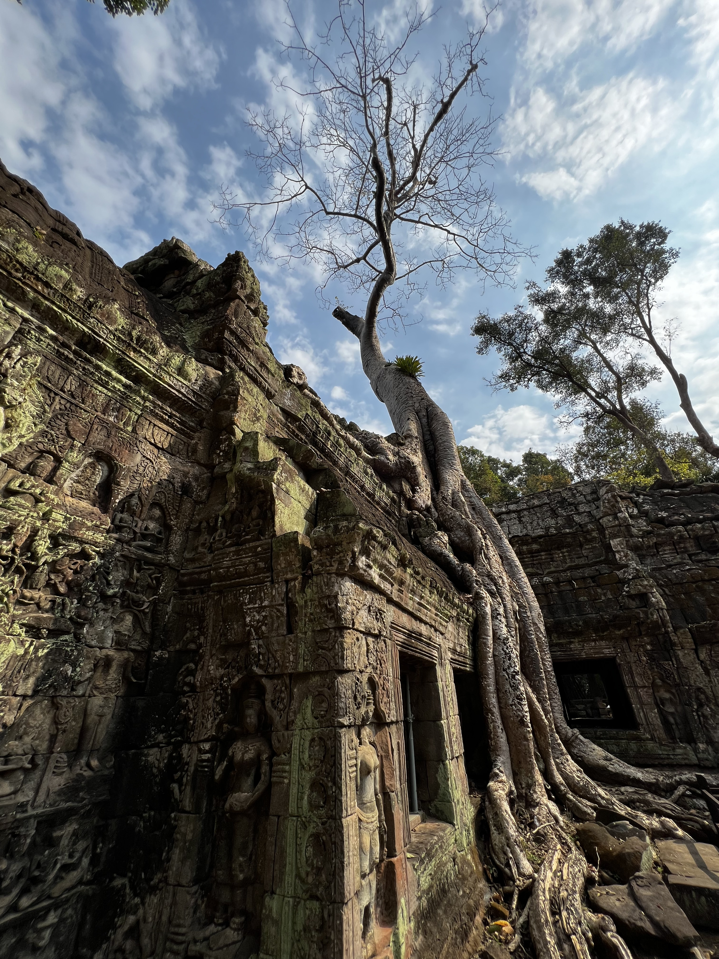รูปถ่าย กัมพูชา(Cambodia) เสียมราฐ(Siem Reap) ปราสาทตาพรหม(Ta Prohm) 2023-01 18