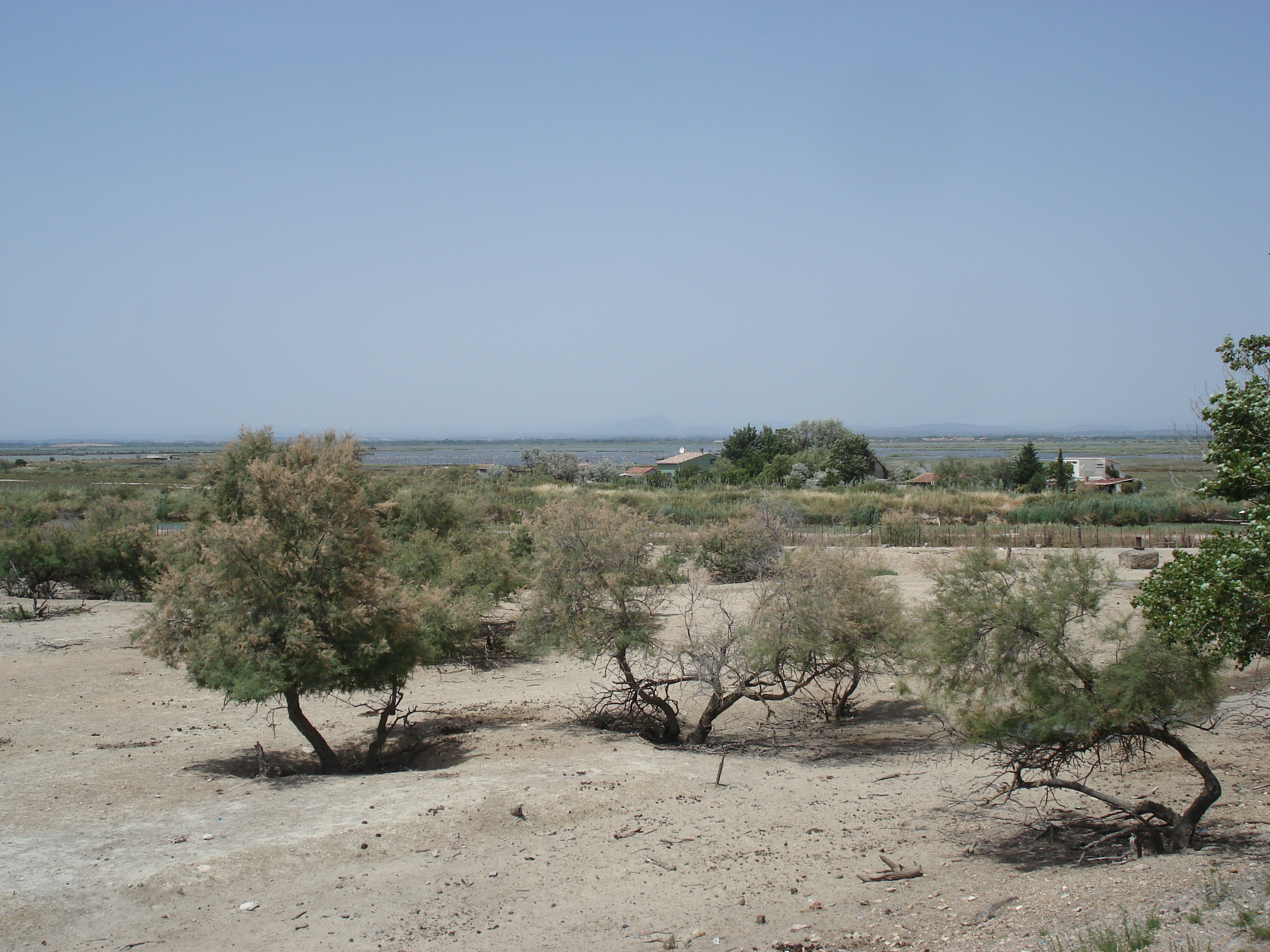 รูปถ่าย ฝรั่งเศส(France) กามาร์เกอ(Camargue) 2006-06 10