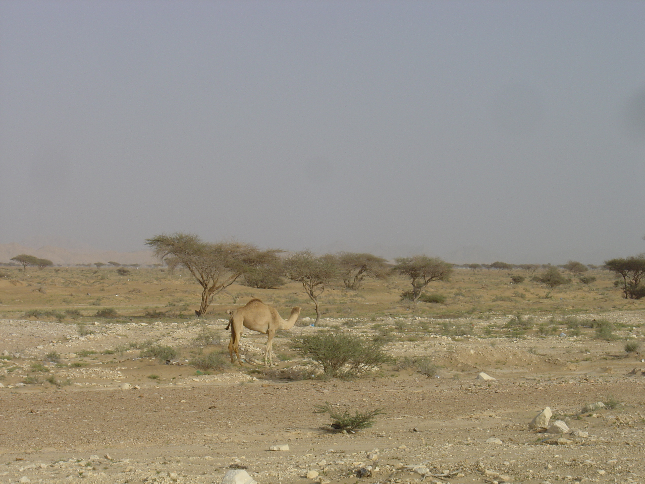 รูปถ่าย โอมาน(Oman) จากบูไมิไปถนนมาฮาดา(Buraimi to Mahada road) 2005-03 10
