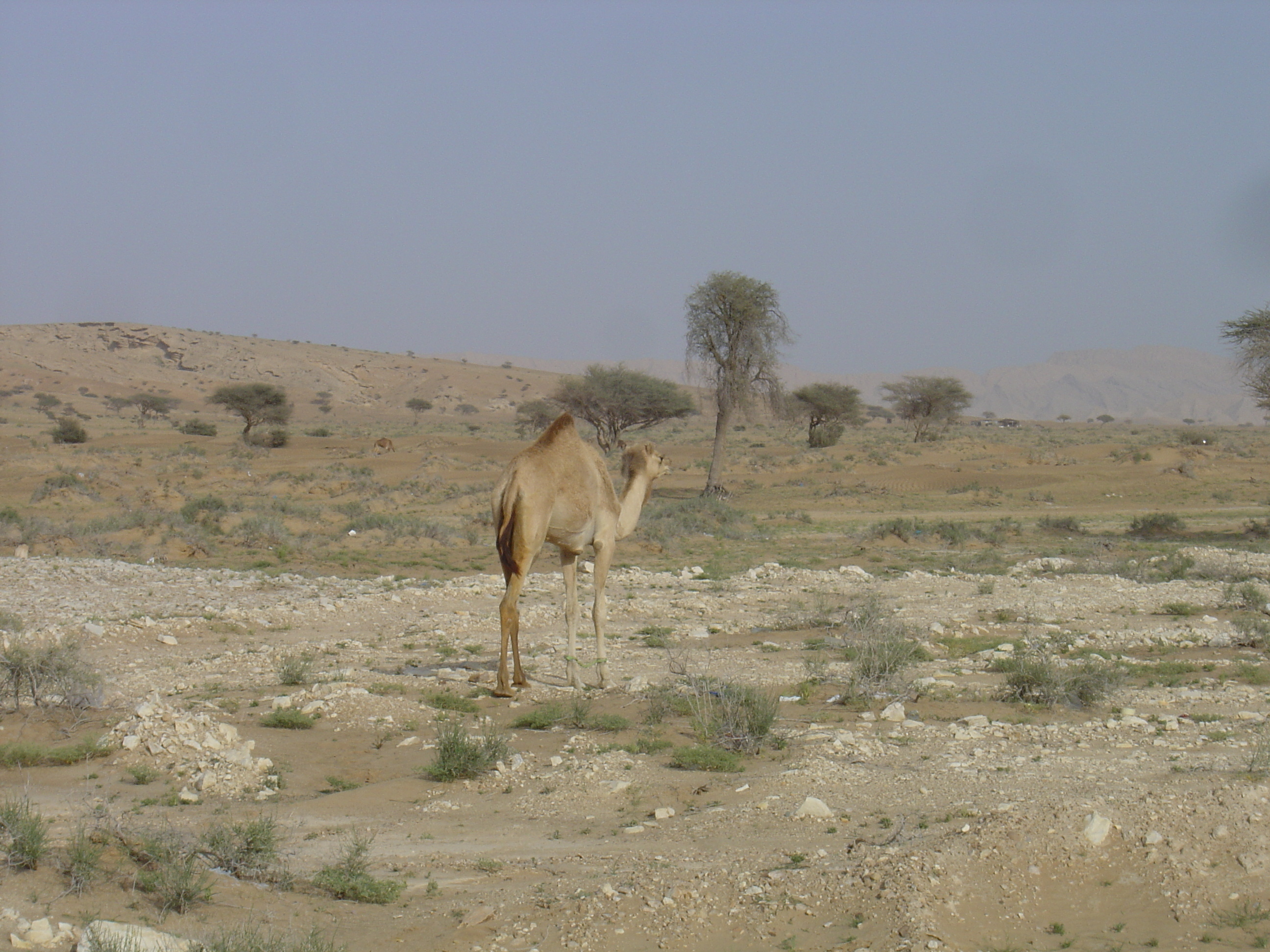 รูปถ่าย โอมาน(Oman) จากบูไมิไปถนนมาฮาดา(Buraimi to Mahada road) 2005-03 15