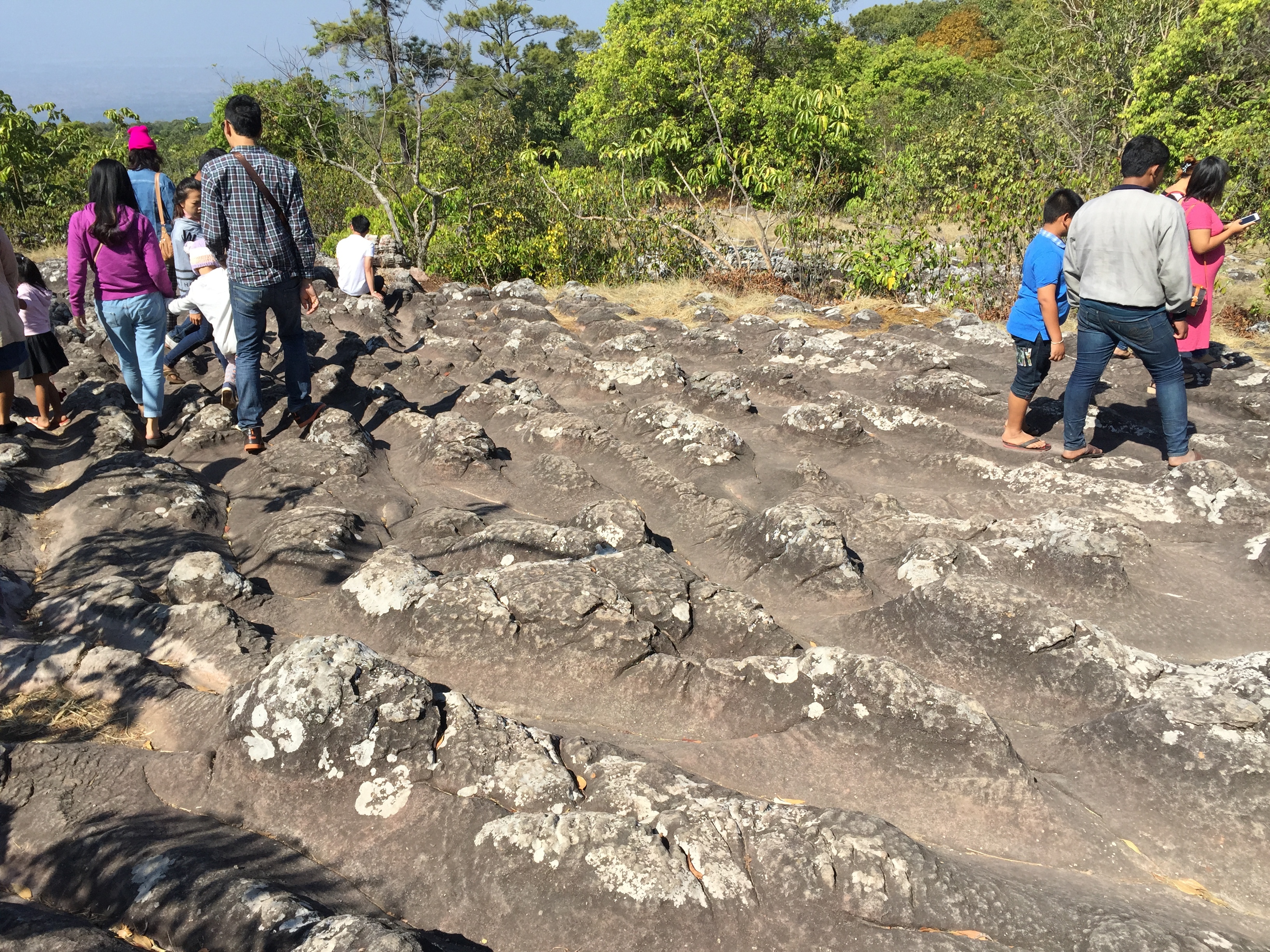 รูปถ่าย ไทย(Thailand) อุทยานแห่งชาติภูหินร่องกล้า(Phu Hin Rong Kla National Park) 2014-12 82