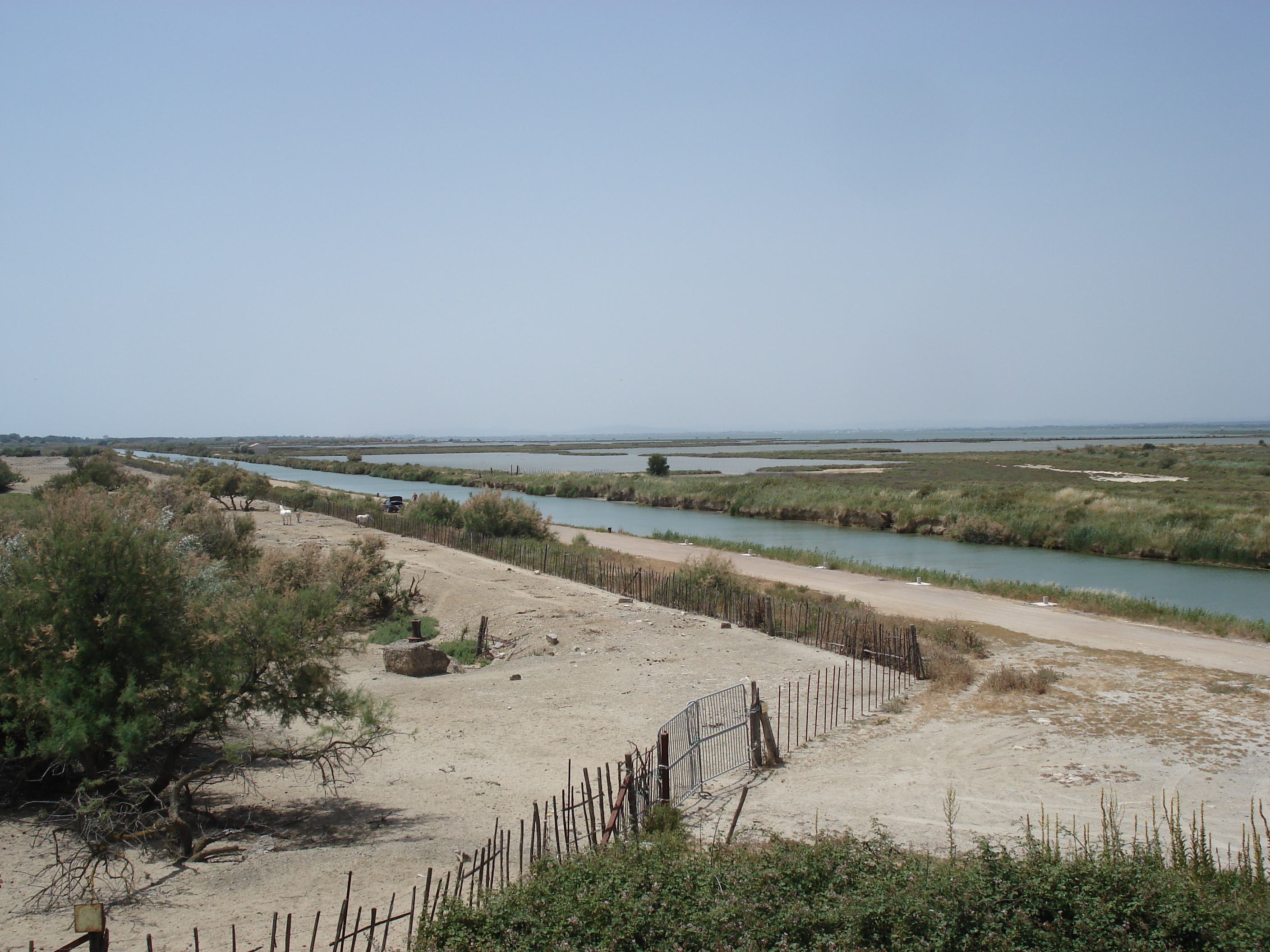 รูปถ่าย ฝรั่งเศส(France) กามาร์เกอ(Camargue) 2006-06 11
