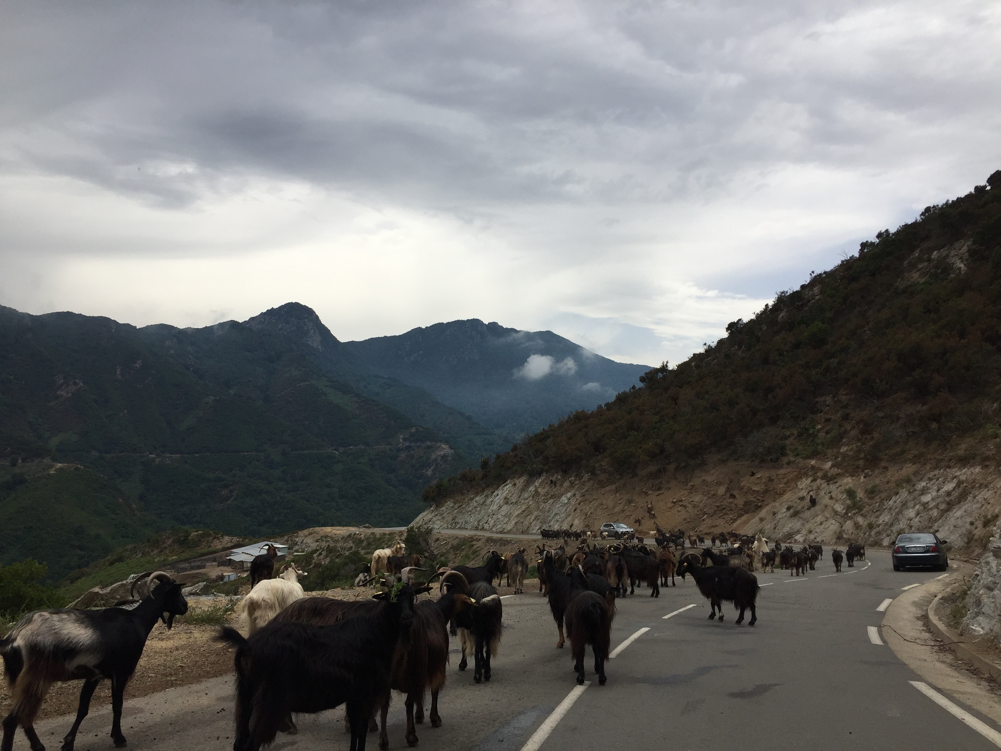รูปถ่าย ฝรั่งเศส(France) คอร์สิคา(Corsica) วัลเล-ดาเลซานี(Valle d'alesani) 2017-07 1