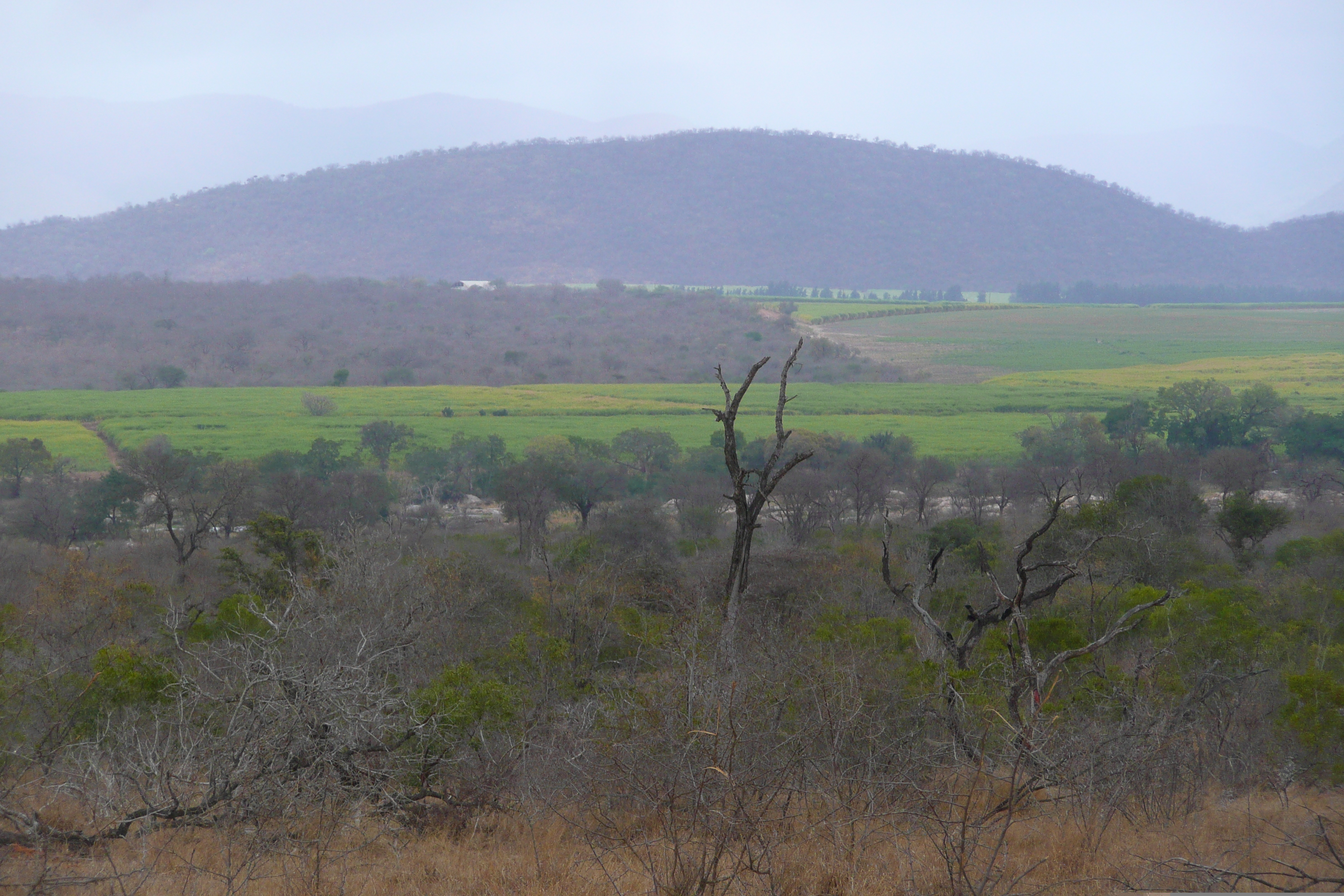 รูปถ่าย แอฟริกาใต้(South Africa) อุทยานแห่งชาติครูเกอร์(Kruger National Park) ถนนเลียบแม่น้ำครอกโคไดล์(Crocodile River road) 2008-09 17