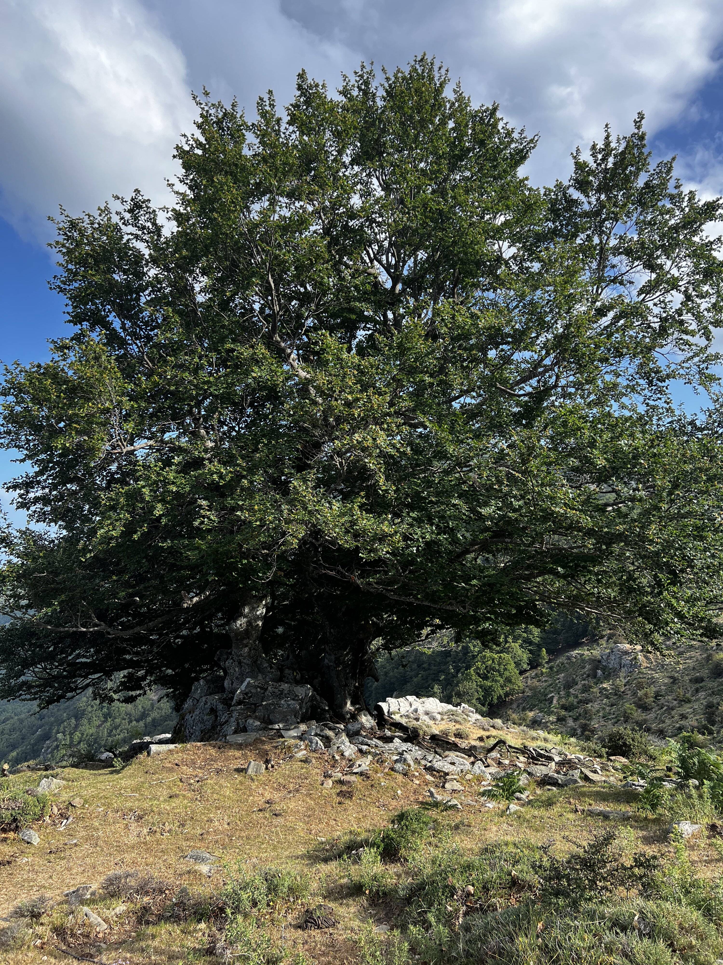 รูปถ่าย ฝรั่งเศส(France) คอร์สิคา(Corsica) ที่พักกัลเลรุชชู(Refuge de Callerucciu) 2022-06 5