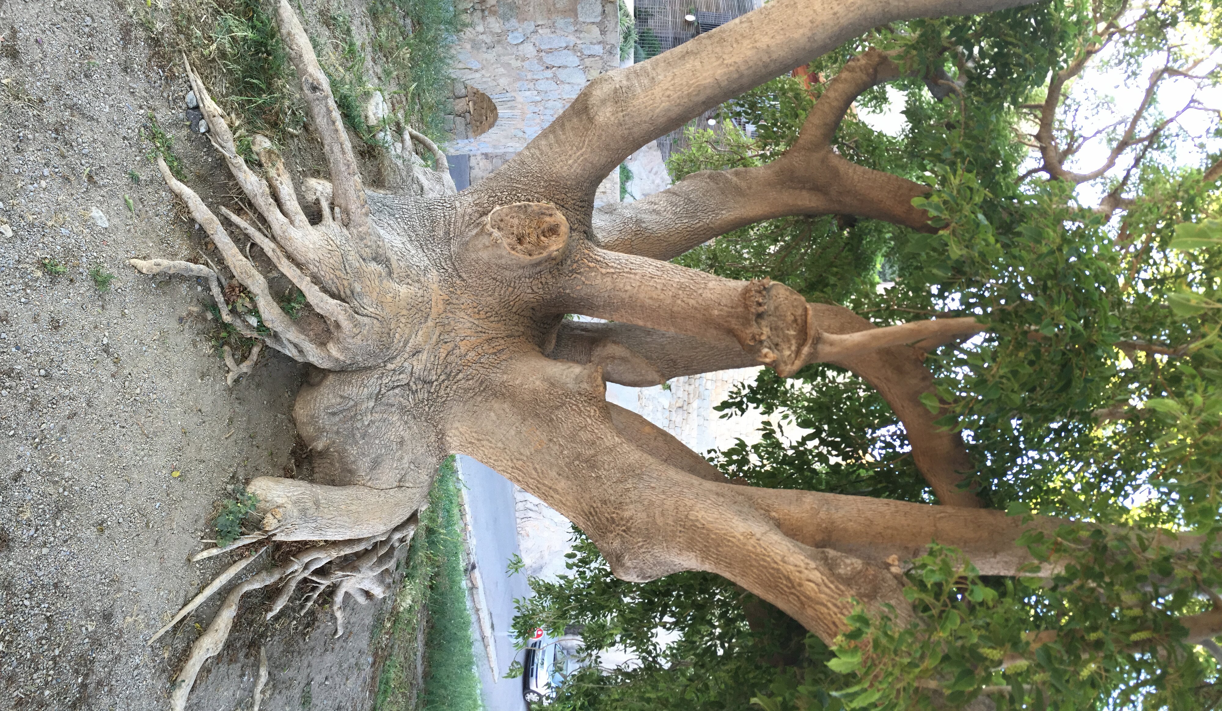 รูปถ่าย ฝรั่งเศส(France) คอร์สิคา(Corsica) คาลวี(Calvi) 2015-05 55