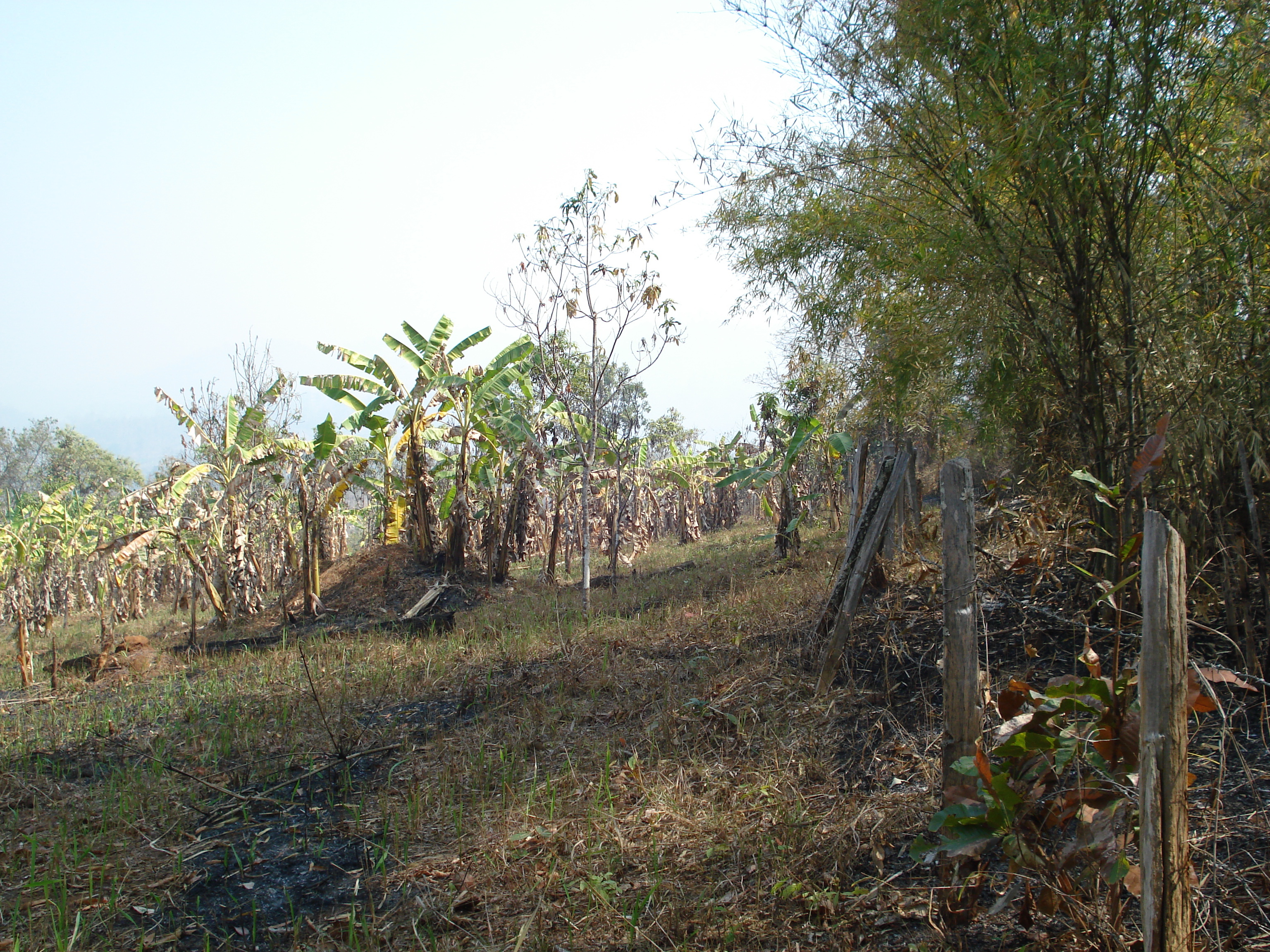 รูปถ่าย ไทย(Thailand) ปางมะผ้า(Pang Mapha) 2007-02 123