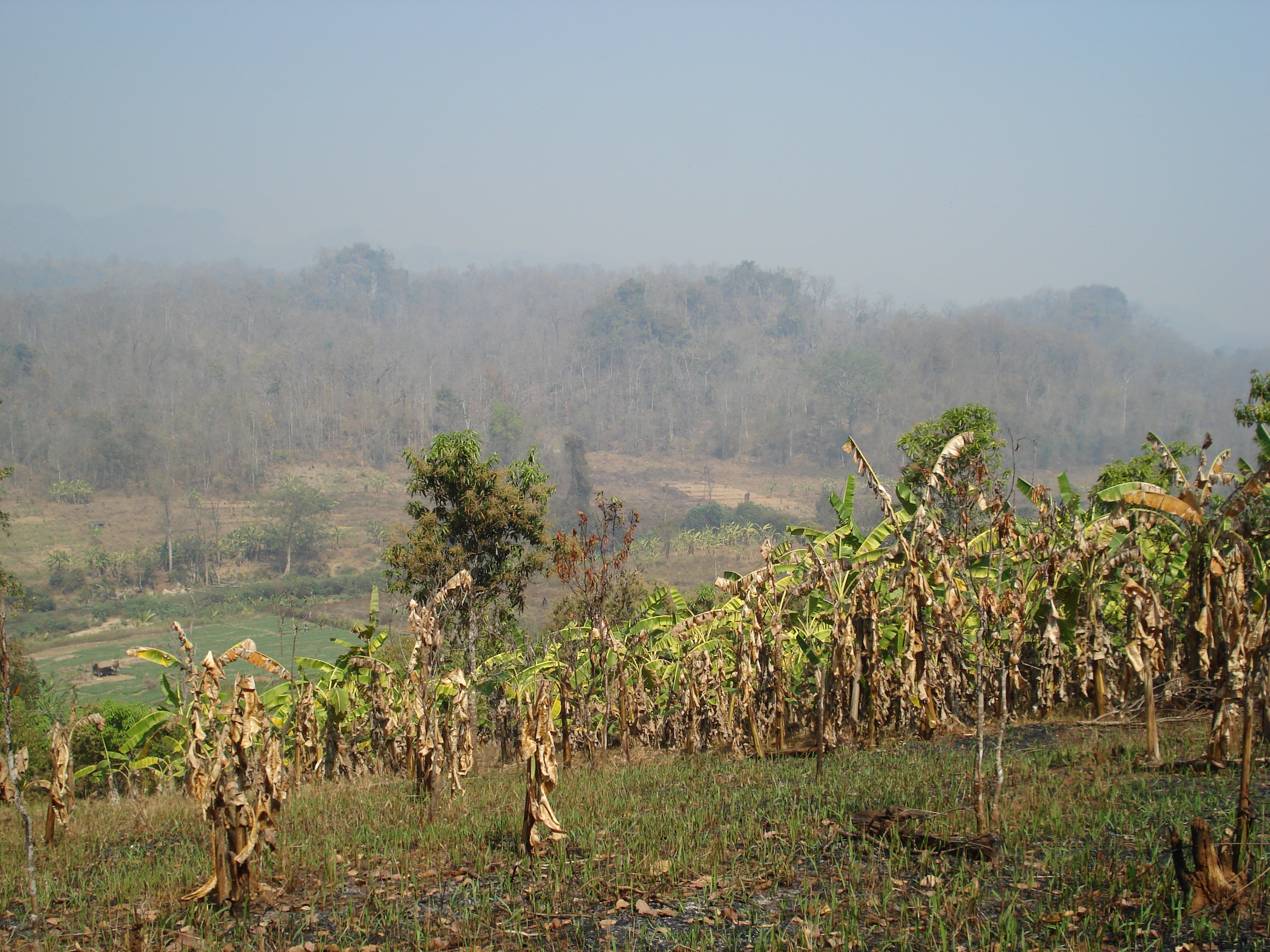 รูปถ่าย ไทย(Thailand) ปางมะผ้า(Pang Mapha) 2007-02 118