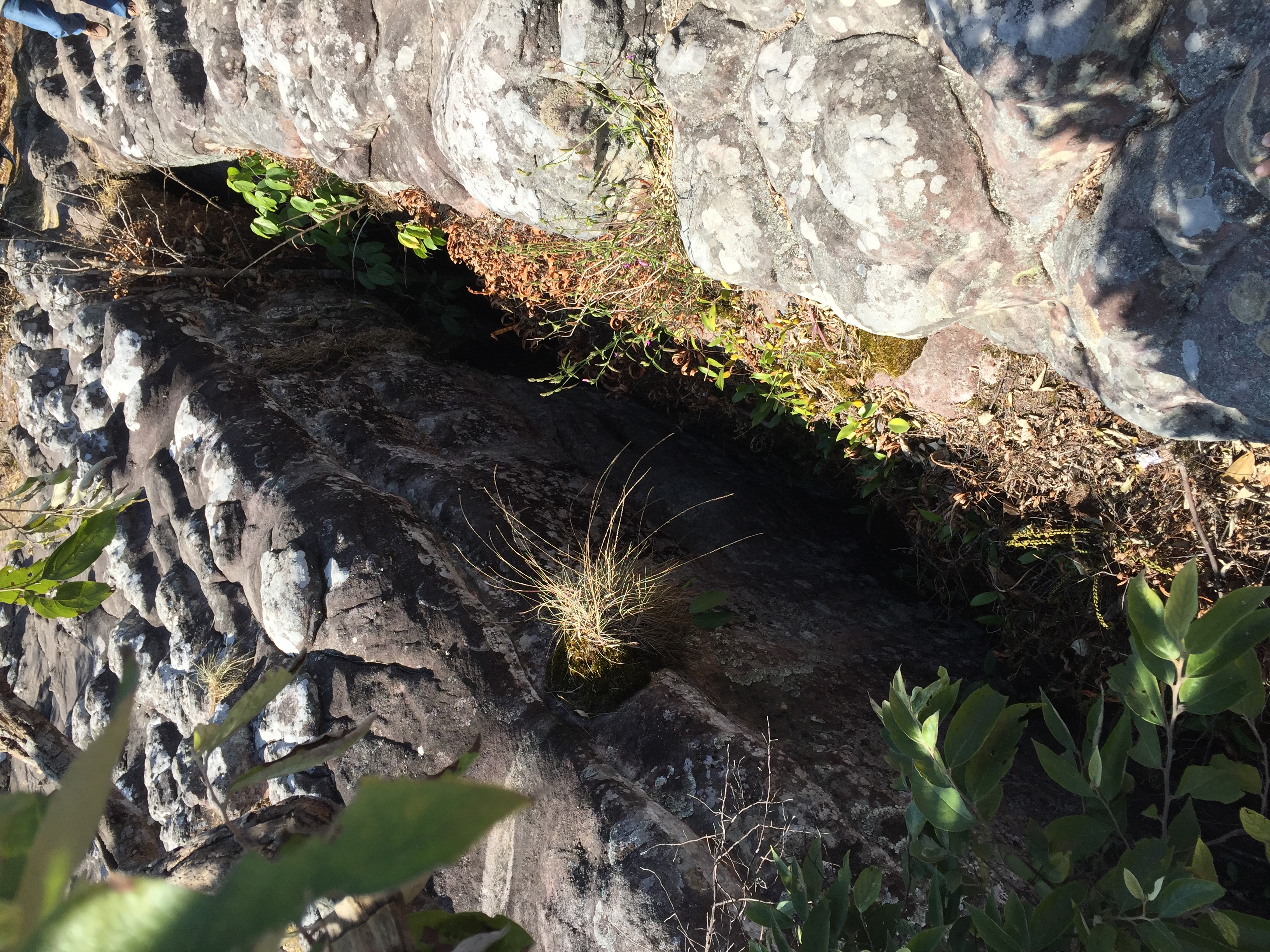 รูปถ่าย ไทย(Thailand) อุทยานแห่งชาติภูหินร่องกล้า(Phu Hin Rong Kla National Park) 2014-12 3