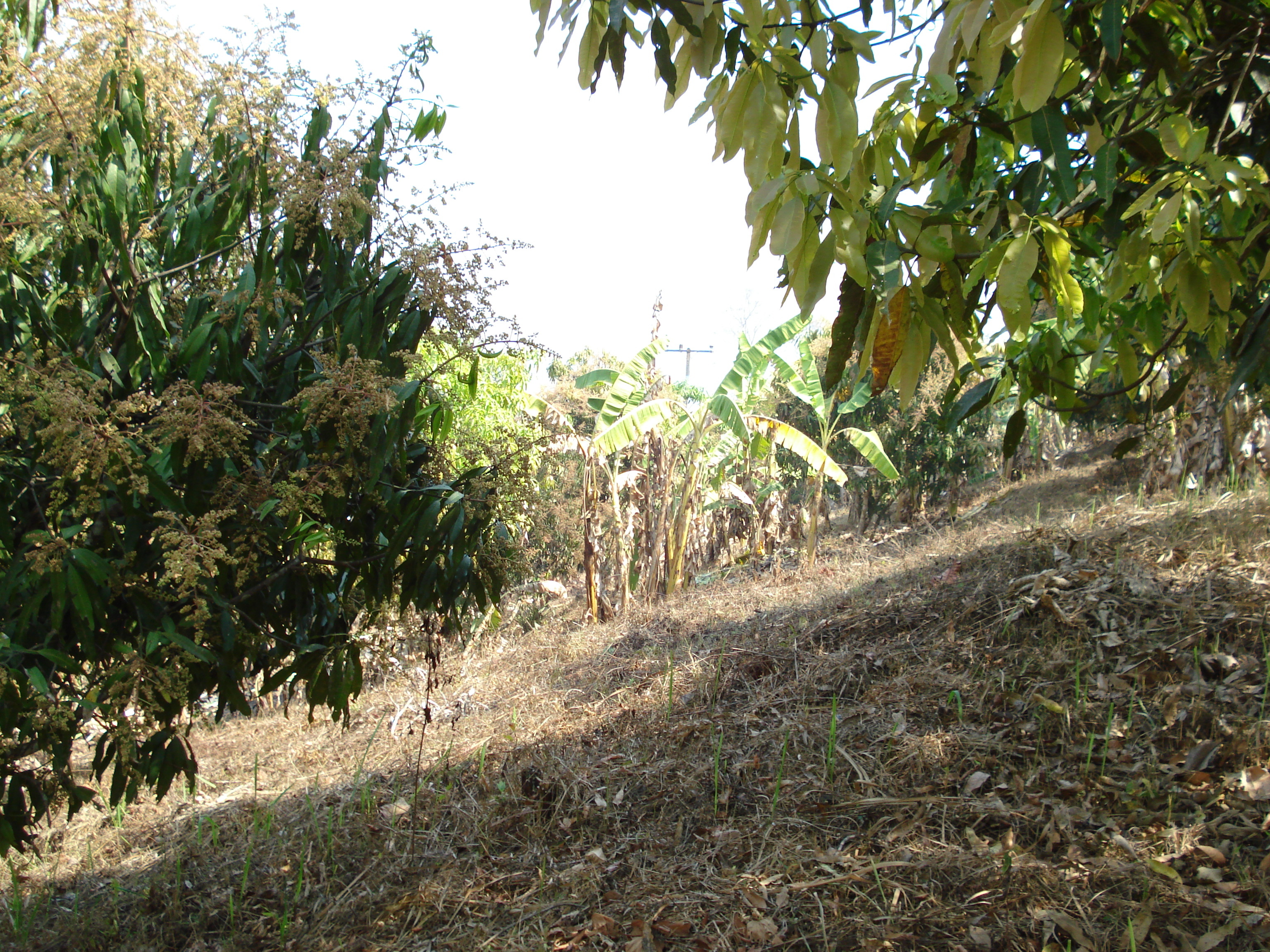 รูปถ่าย ไทย(Thailand) ปางมะผ้า(Pang Mapha) 2007-02 85