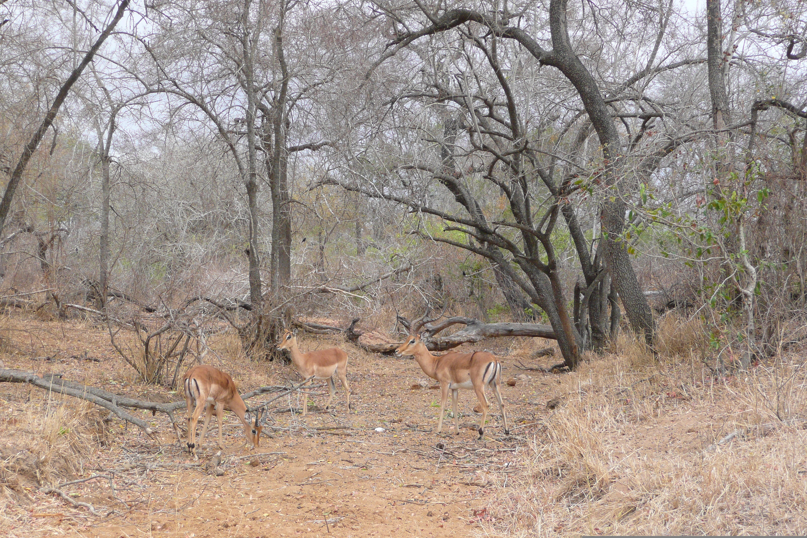รูปถ่าย แอฟริกาใต้(South Africa) อุทยานแห่งชาติครูเกอร์(Kruger National Park) ถนนเลียบแม่น้ำครอกโคไดล์(Crocodile River road) 2008-09 15