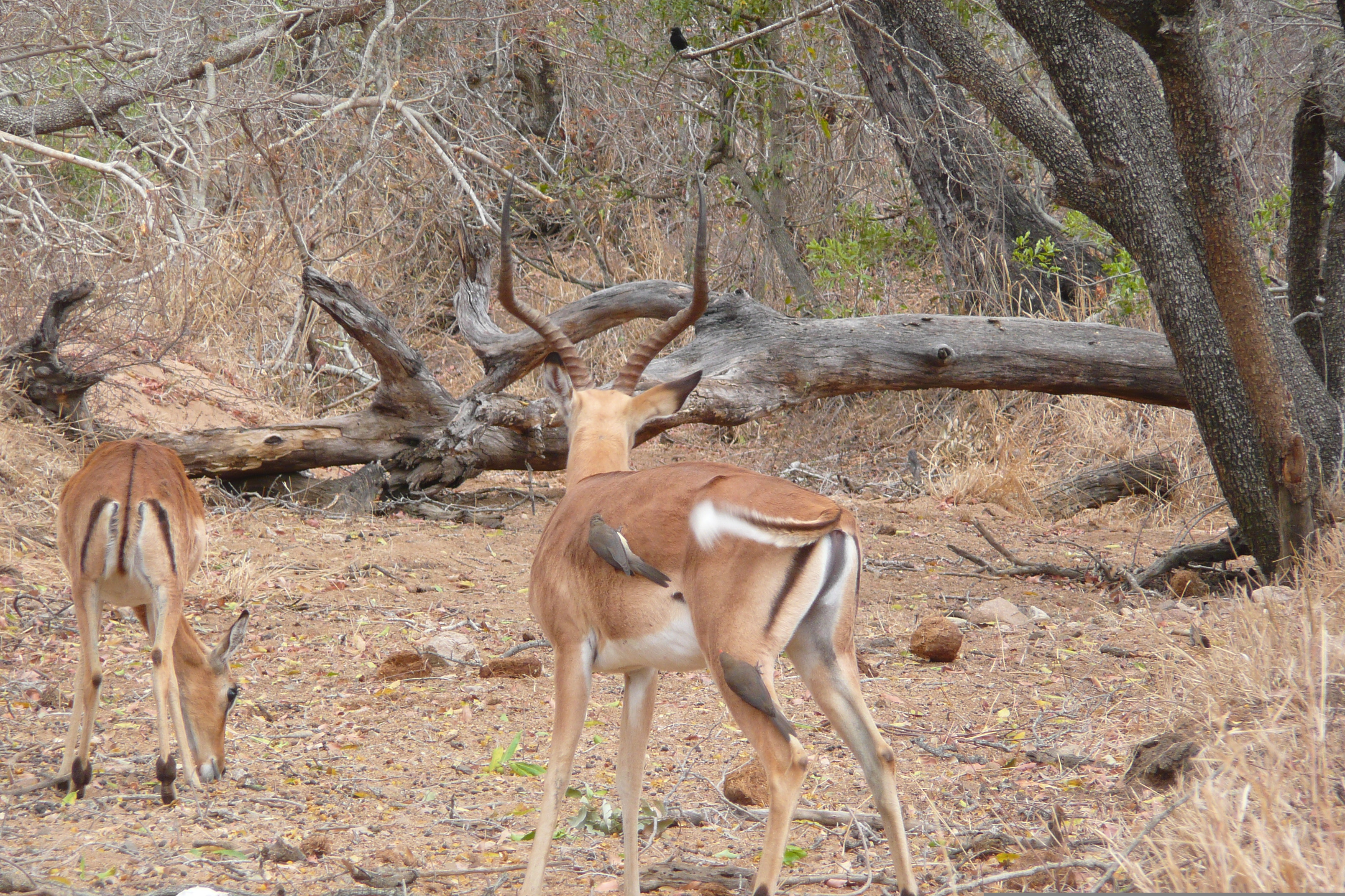 รูปถ่าย แอฟริกาใต้(South Africa) อุทยานแห่งชาติครูเกอร์(Kruger National Park) ถนนเลียบแม่น้ำครอกโคไดล์(Crocodile River road) 2008-09 49