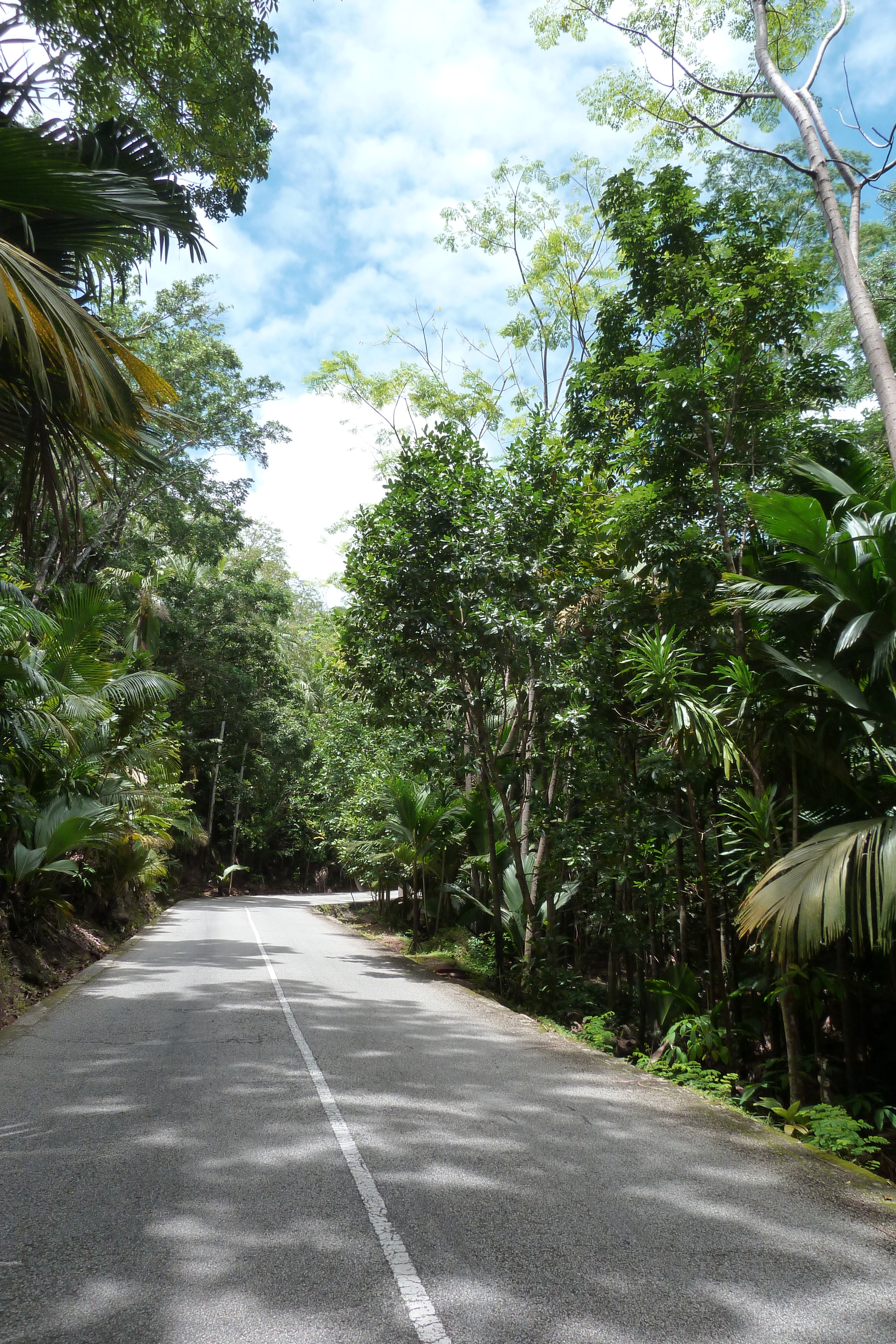 รูปถ่าย เซเชลส์(Seychelles) หุบเขาเดอไม(Vallee de Mai) 2011-10 37