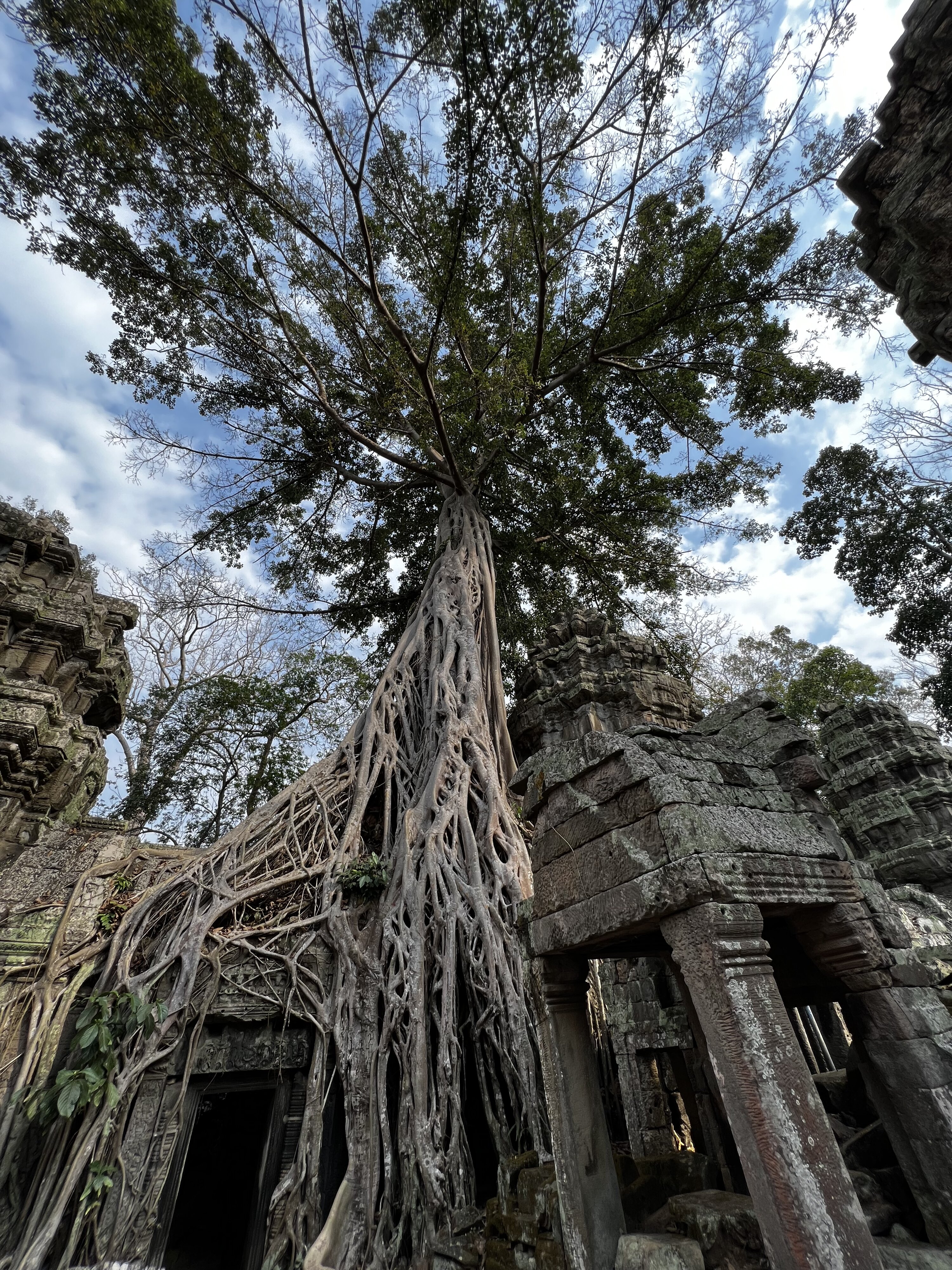 รูปถ่าย กัมพูชา(Cambodia) เสียมราฐ(Siem Reap) ปราสาทตาพรหม(Ta Prohm) 2023-01 27