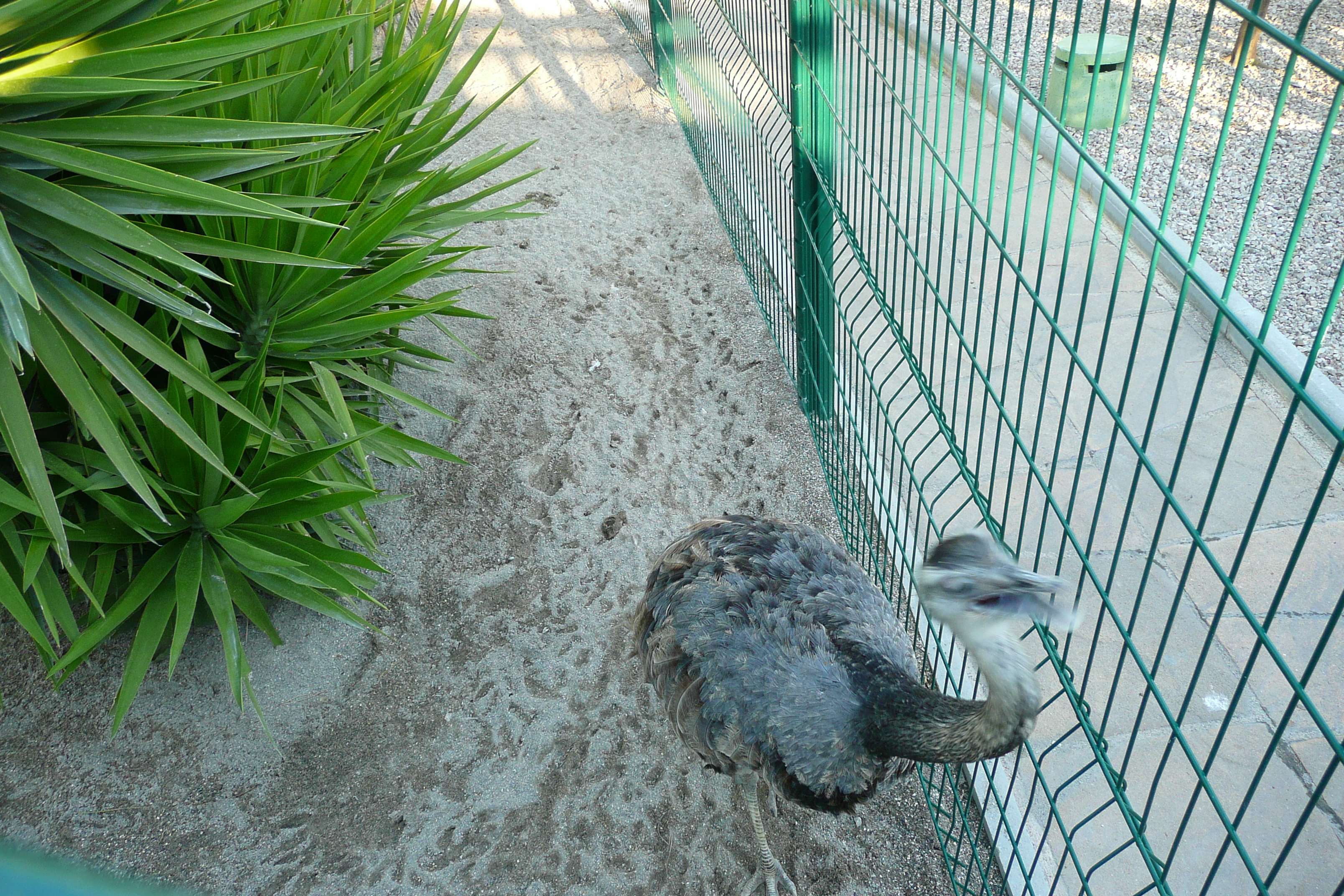 รูปถ่าย ฝรั่งเศส(France) นีส(Nice) สวนฟีนิกซ์(Phoenix Parc) 2007-10 9