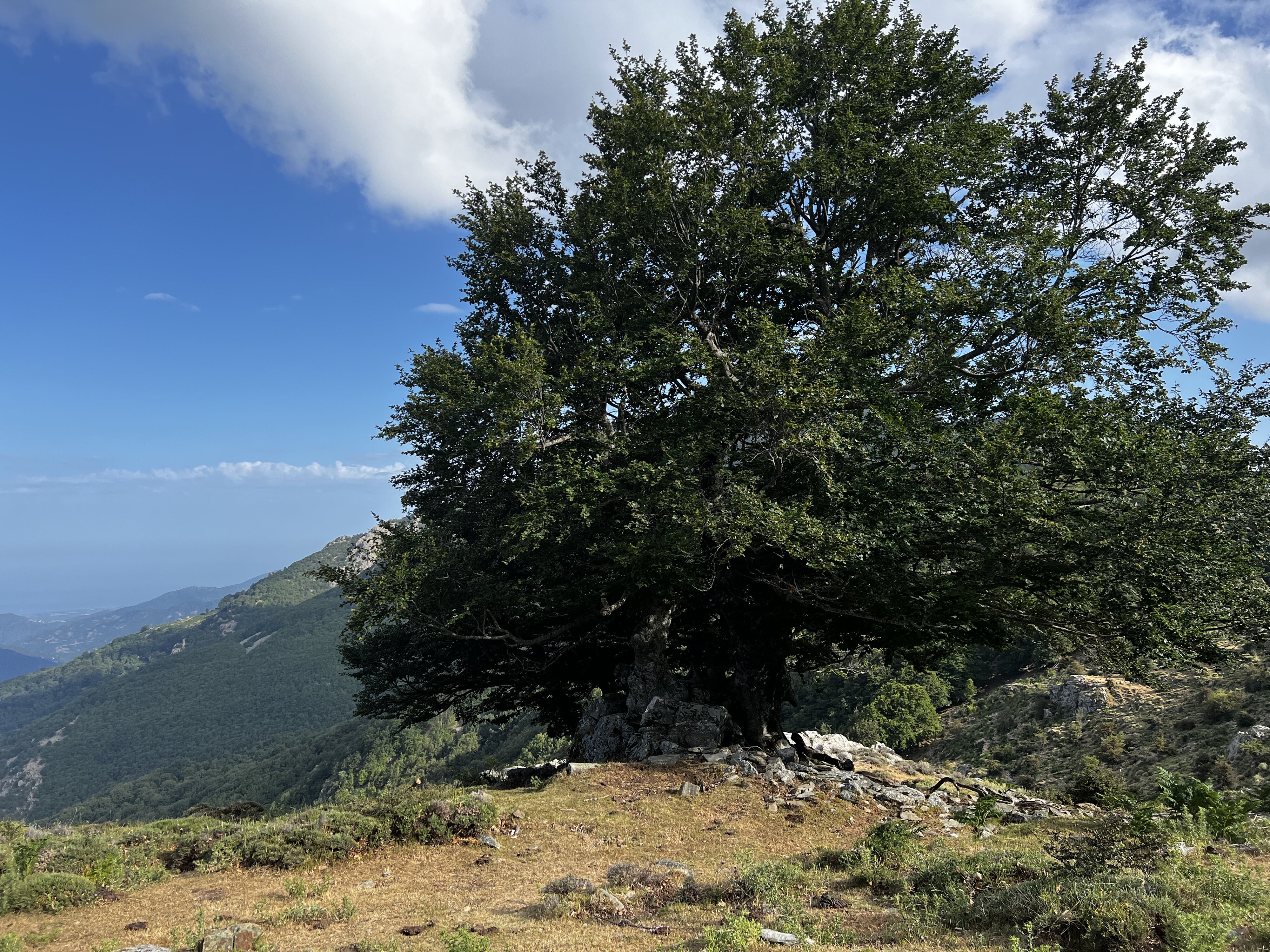 รูปถ่าย ฝรั่งเศส(France) คอร์สิคา(Corsica) ที่พักกัลเลรุชชู(Refuge de Callerucciu) 2022-06 9