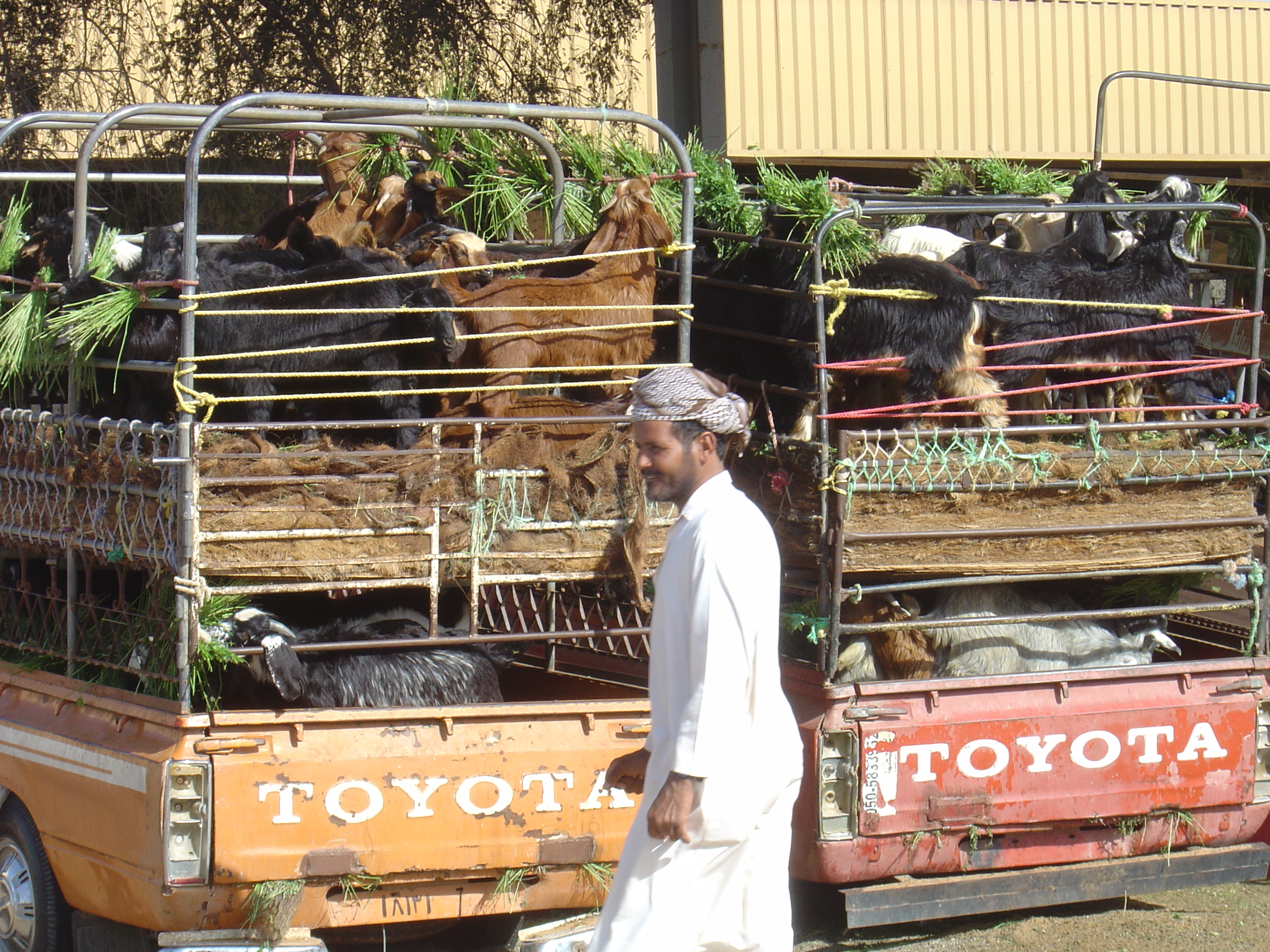 รูปถ่าย สหรัฐอาหรับเอมิเรตส์(United Arab Emirates) อาเลอิน(Al Ain) 2005-03 51