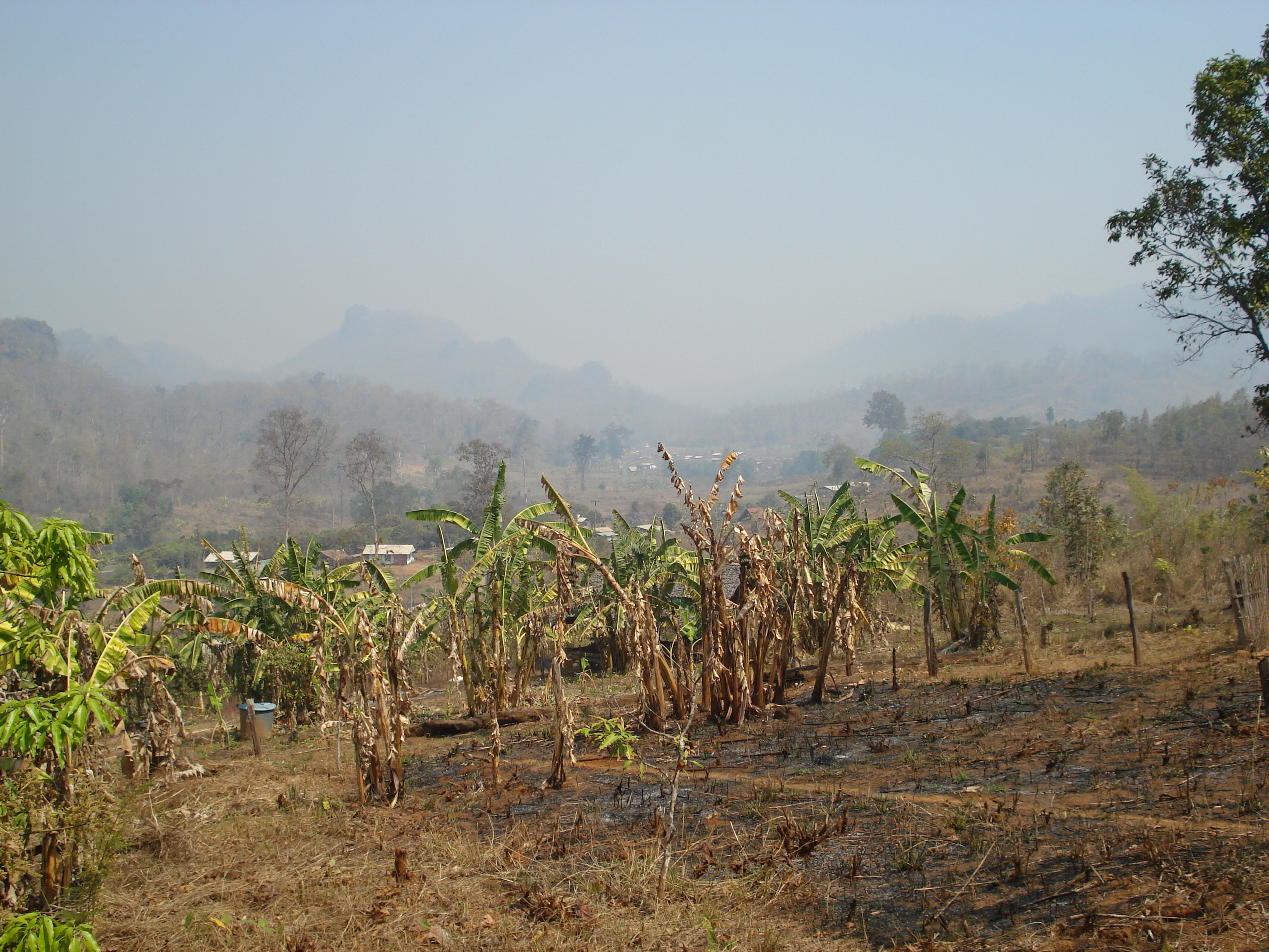 รูปถ่าย ไทย(Thailand) ปางมะผ้า(Pang Mapha) 2007-02 112