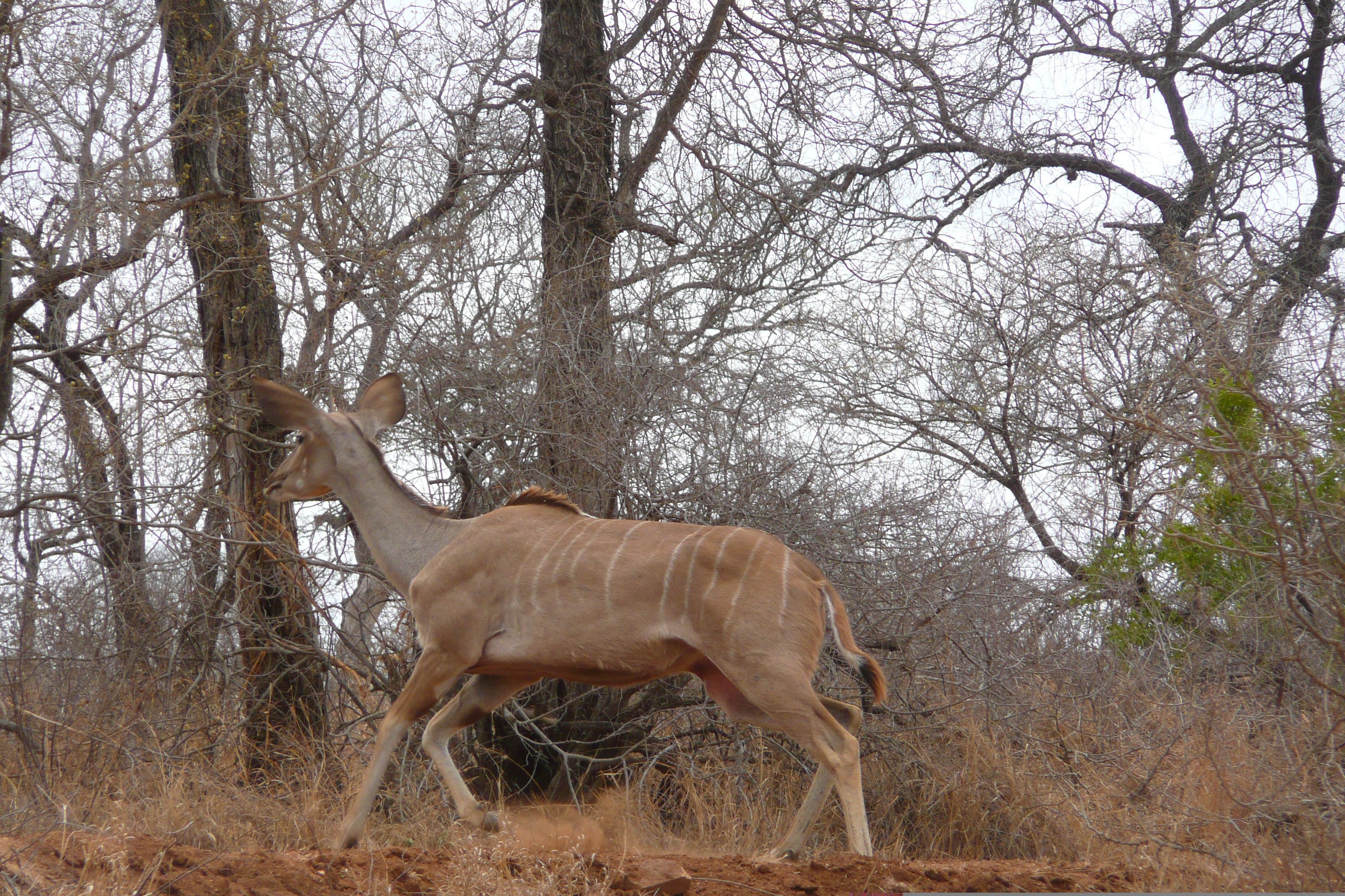 รูปถ่าย แอฟริกาใต้(South Africa) อุทยานแห่งชาติครูเกอร์(Kruger National Park) ถนนเลียบแม่น้ำครอกโคไดล์(Crocodile River road) 2008-09 62