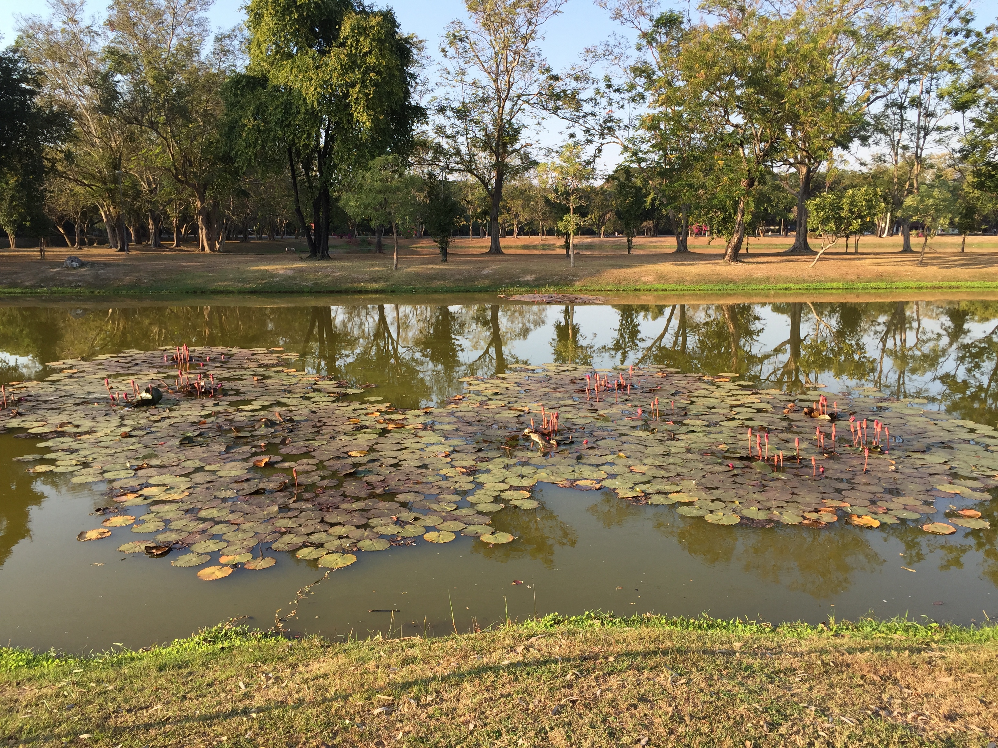 รูปถ่าย ไทย(Thailand) สุโขทัย(Sukhothai) 2014-12 70