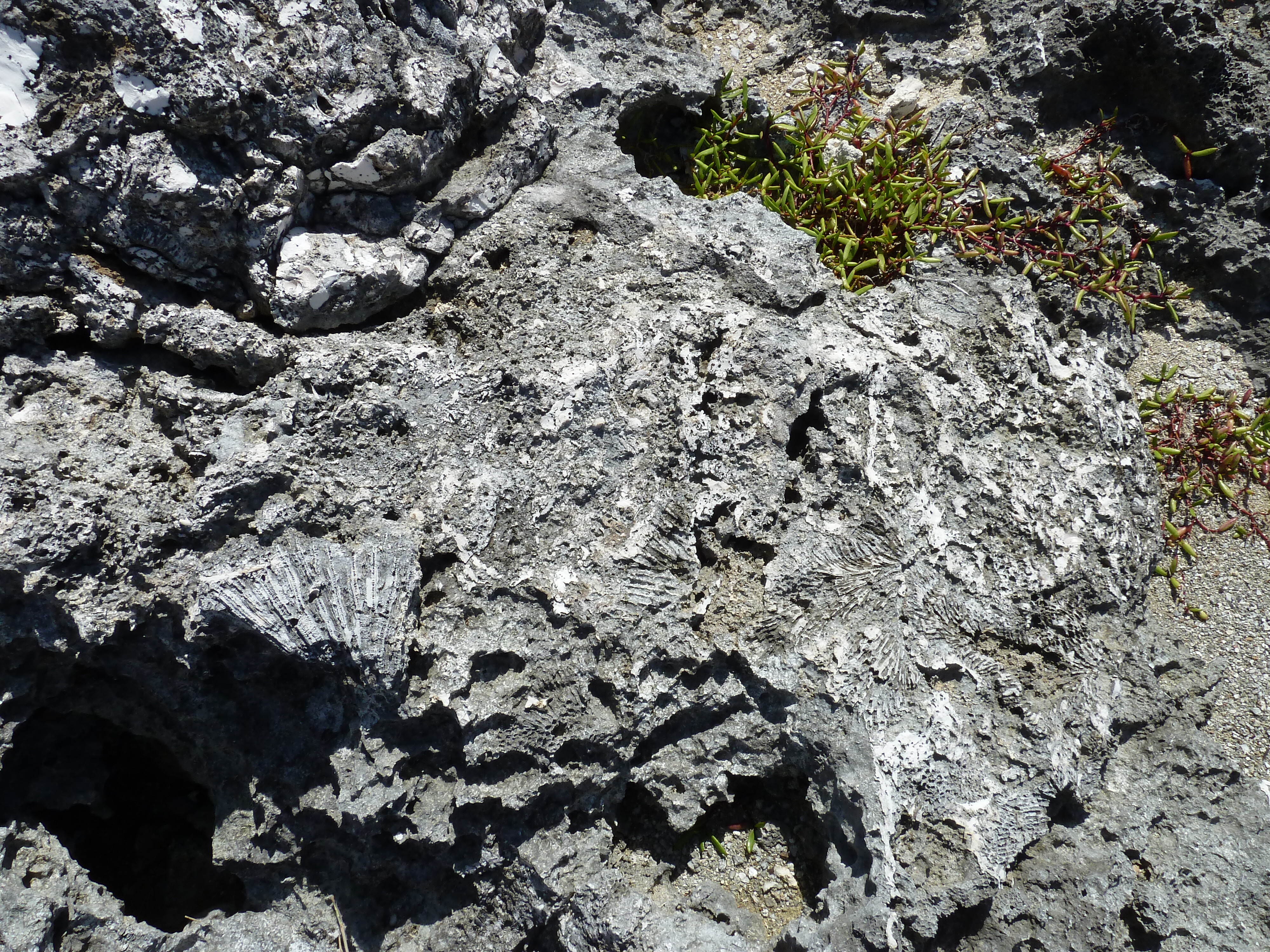 รูปถ่าย นิวแคลิโดเนีย(New Caledonia) เกาะลีฟู(Lifou) หน้าผาโซเดร(Xodre Cliffs) 2010-05 2