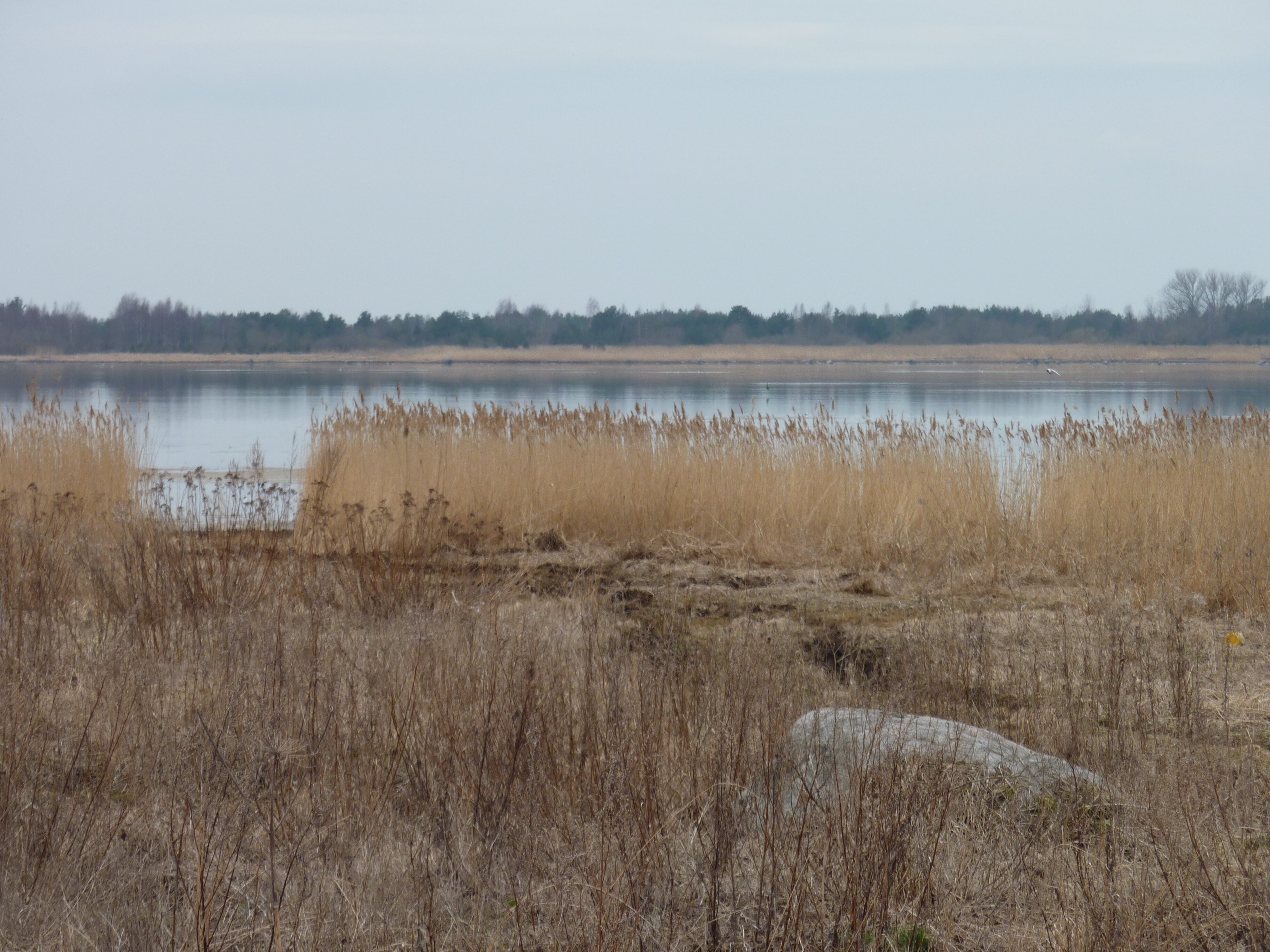 รูปถ่าย เอสโตเนีย(Estonia) ถนนจากทาลลินน์ไปฮาปซาลู(Tallinn to Haapsalu road) 2009-04 13
