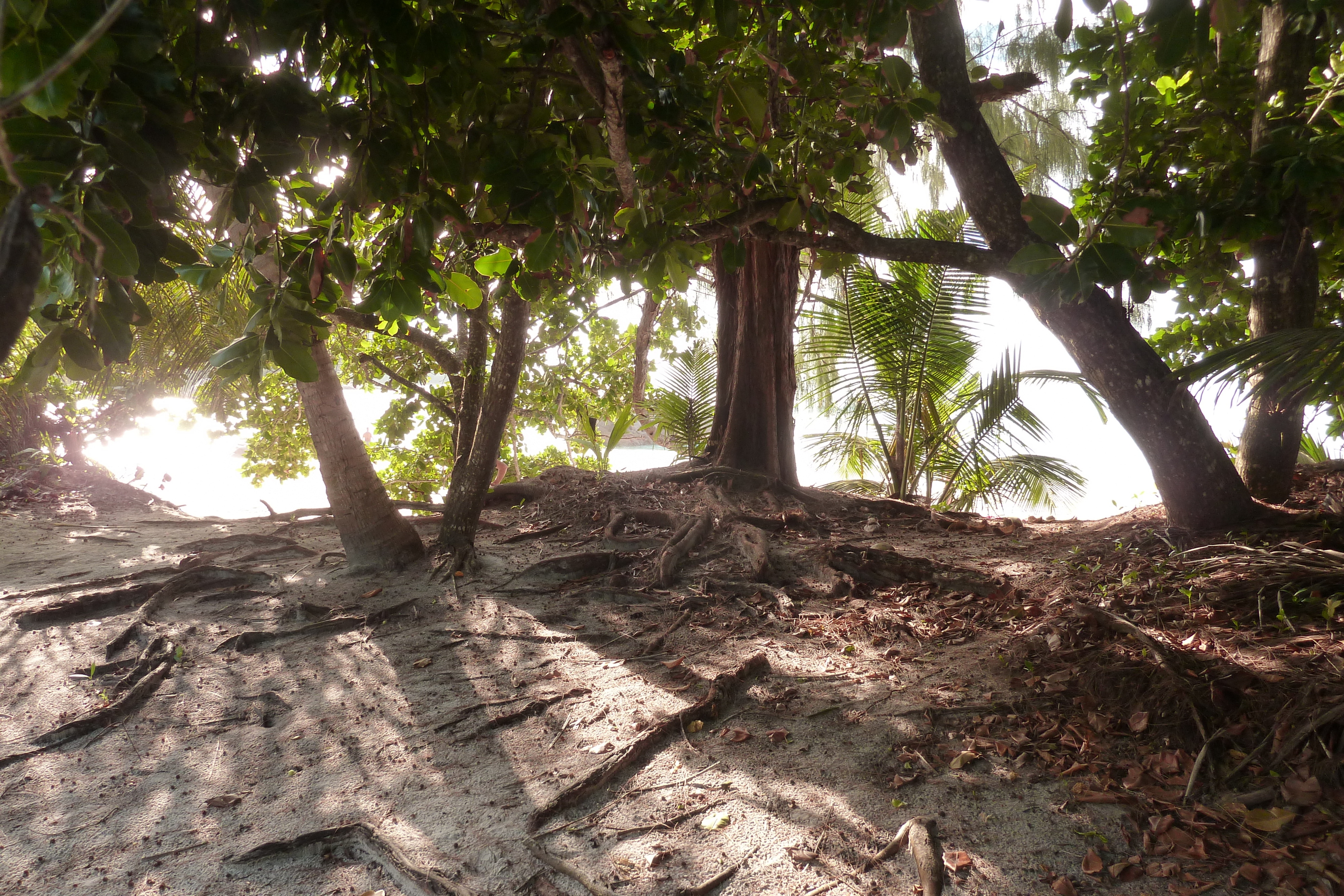 รูปถ่าย เซเชลส์(Seychelles) อ่าวอ็องส์ลาซิโอ(Anse Lazio) 2011-10 70