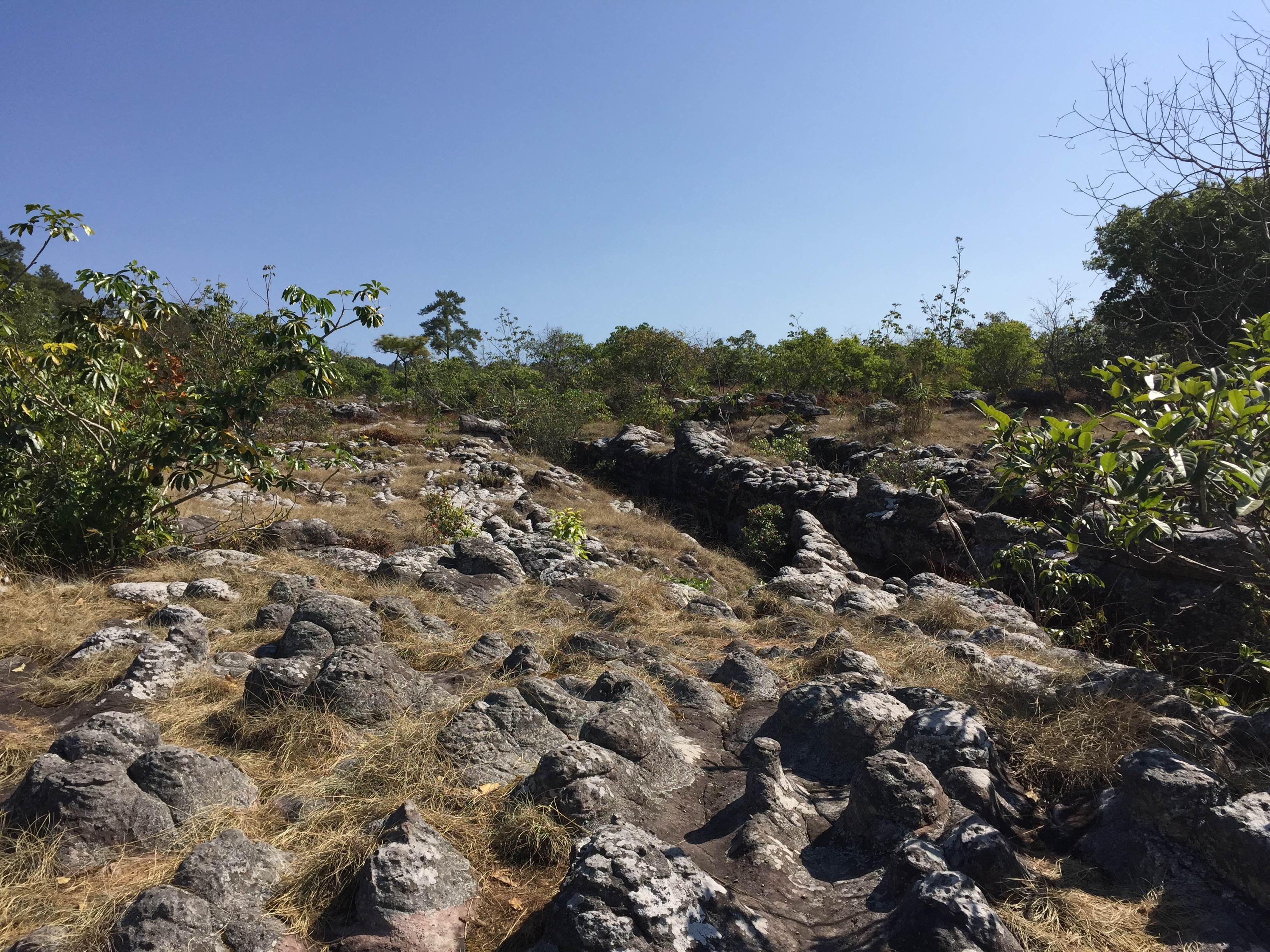 รูปถ่าย ไทย(Thailand) อุทยานแห่งชาติภูหินร่องกล้า(Phu Hin Rong Kla National Park) 2014-12 369