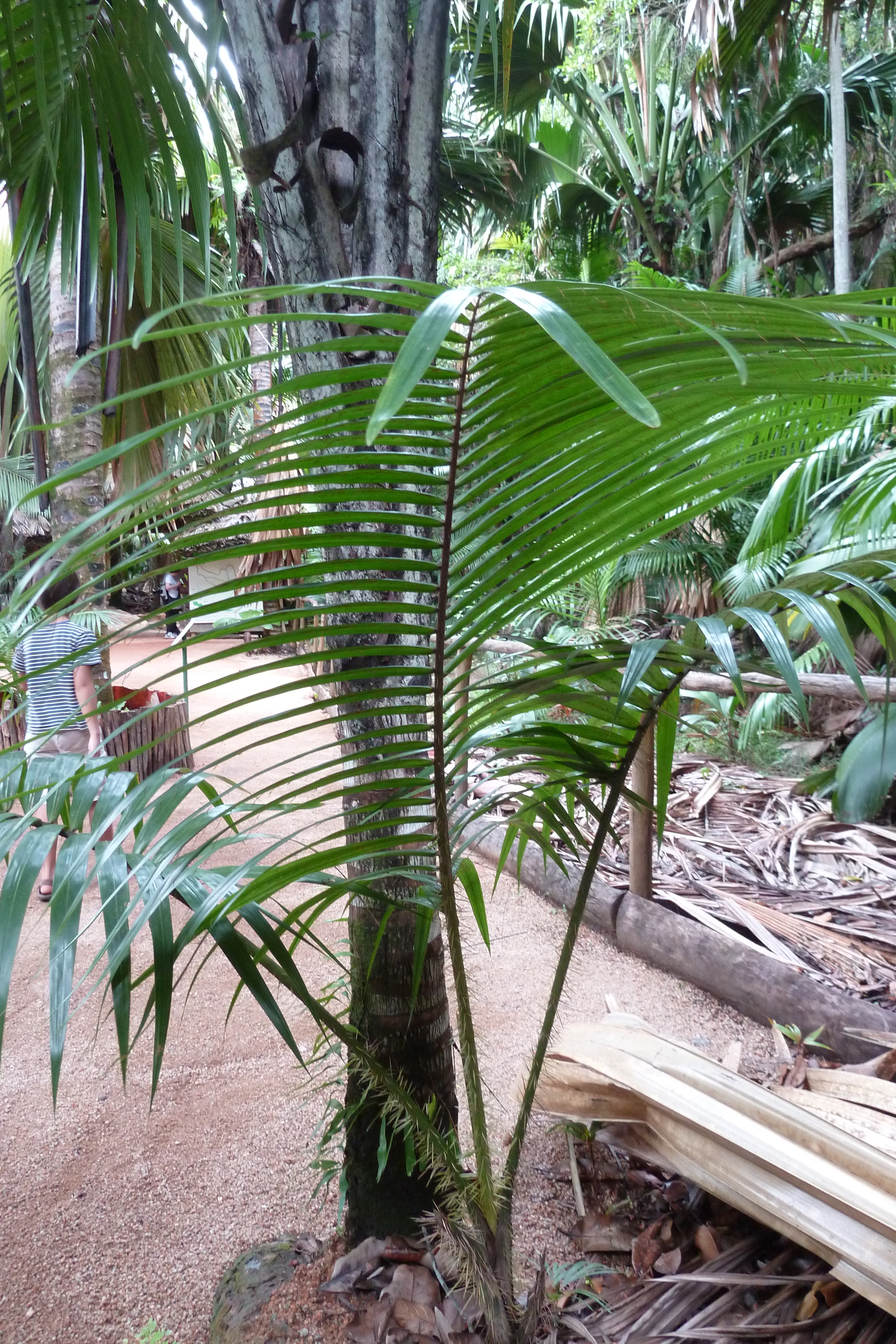 รูปถ่าย เซเชลส์(Seychelles) หุบเขาเดอไม(Vallee de Mai) 2011-10 40