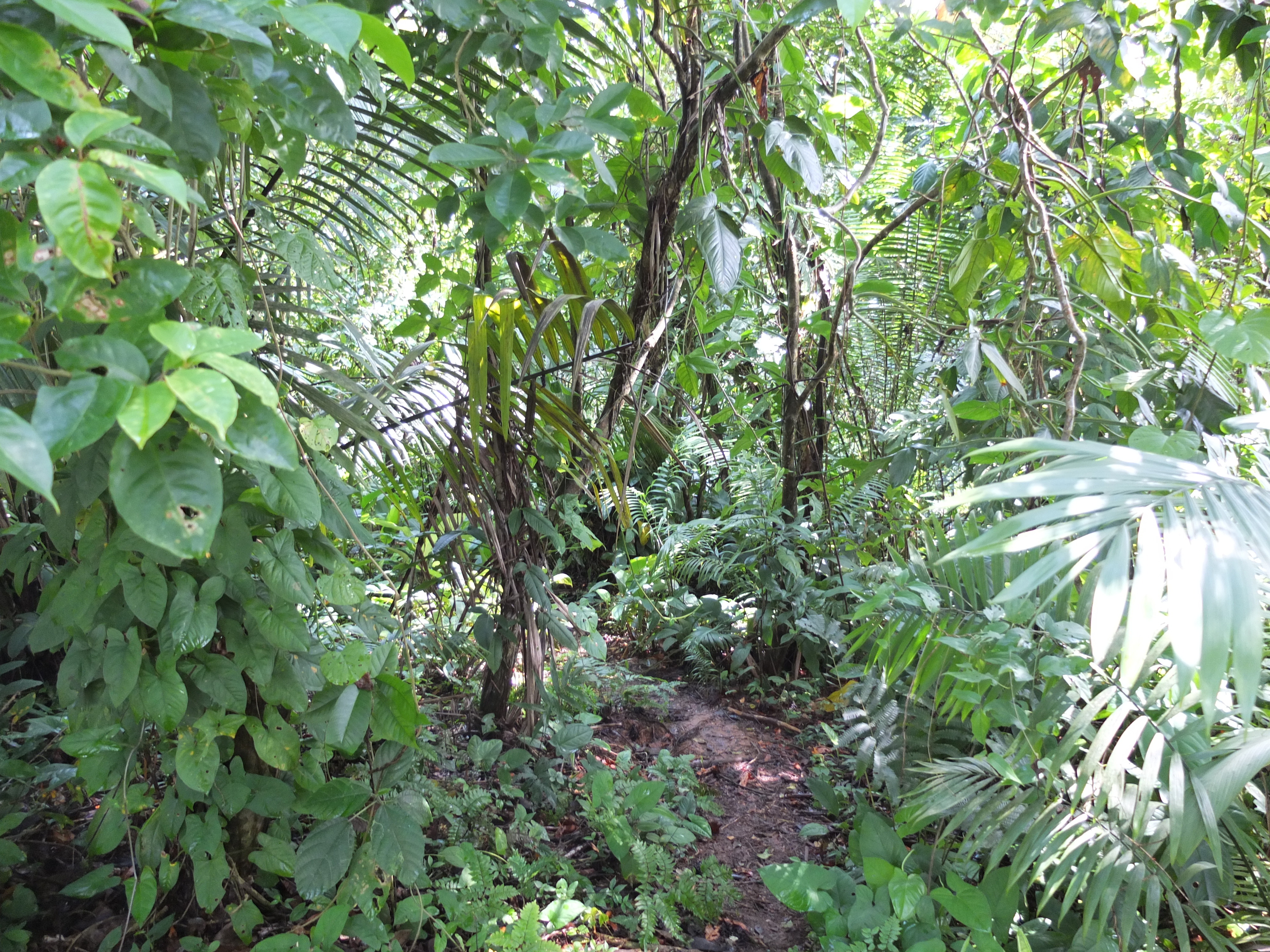 รูปถ่าย ปานามา(Panama) เกาะบาสติเมนโตส(Bastimentos) 2015-03 86