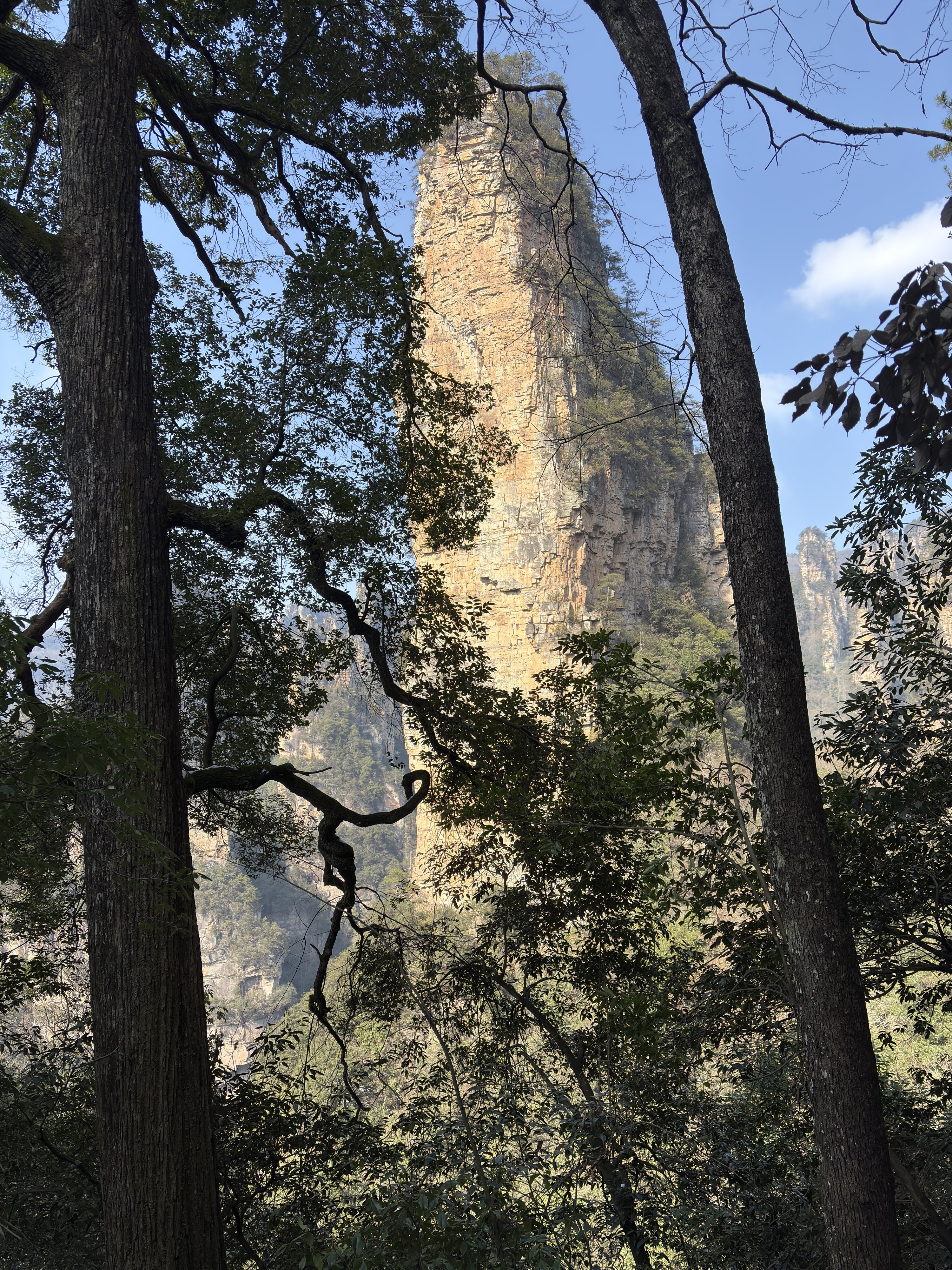 รูปถ่าย จีน(China) จางเจียเจี้ย(Zhangjiajie) ภูเขาเทียนจื่อ(Tianzi Mountain) 2026-01 9