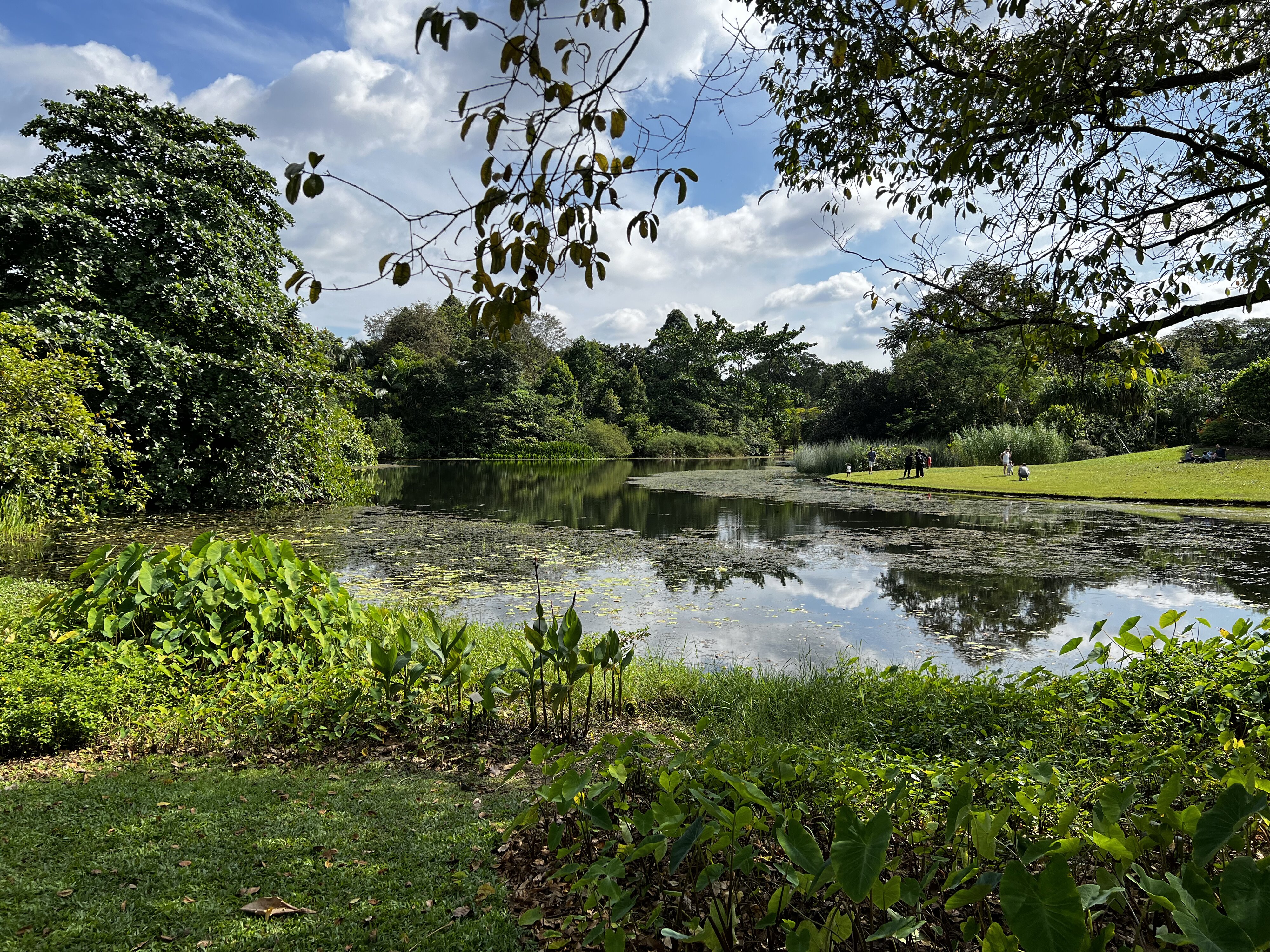 รูปถ่าย สิงคโปร์(Singapore) สวนพฤกษศาสตร์สิงคโปร์(Singapore Botanic Gardens) 2023-01 123