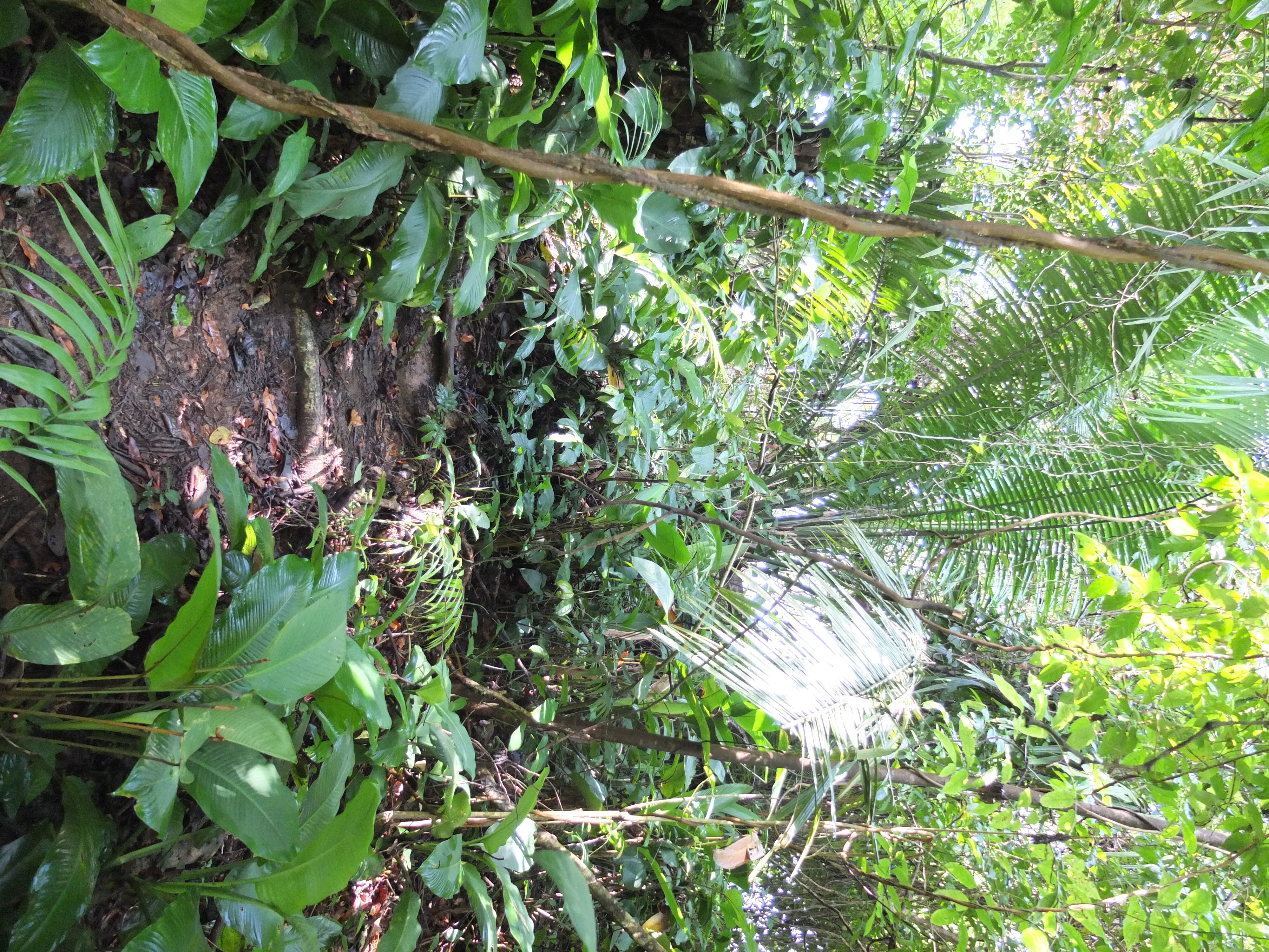 รูปถ่าย ปานามา(Panama) เกาะบาสติเมนโตส(Bastimentos) 2015-03 11