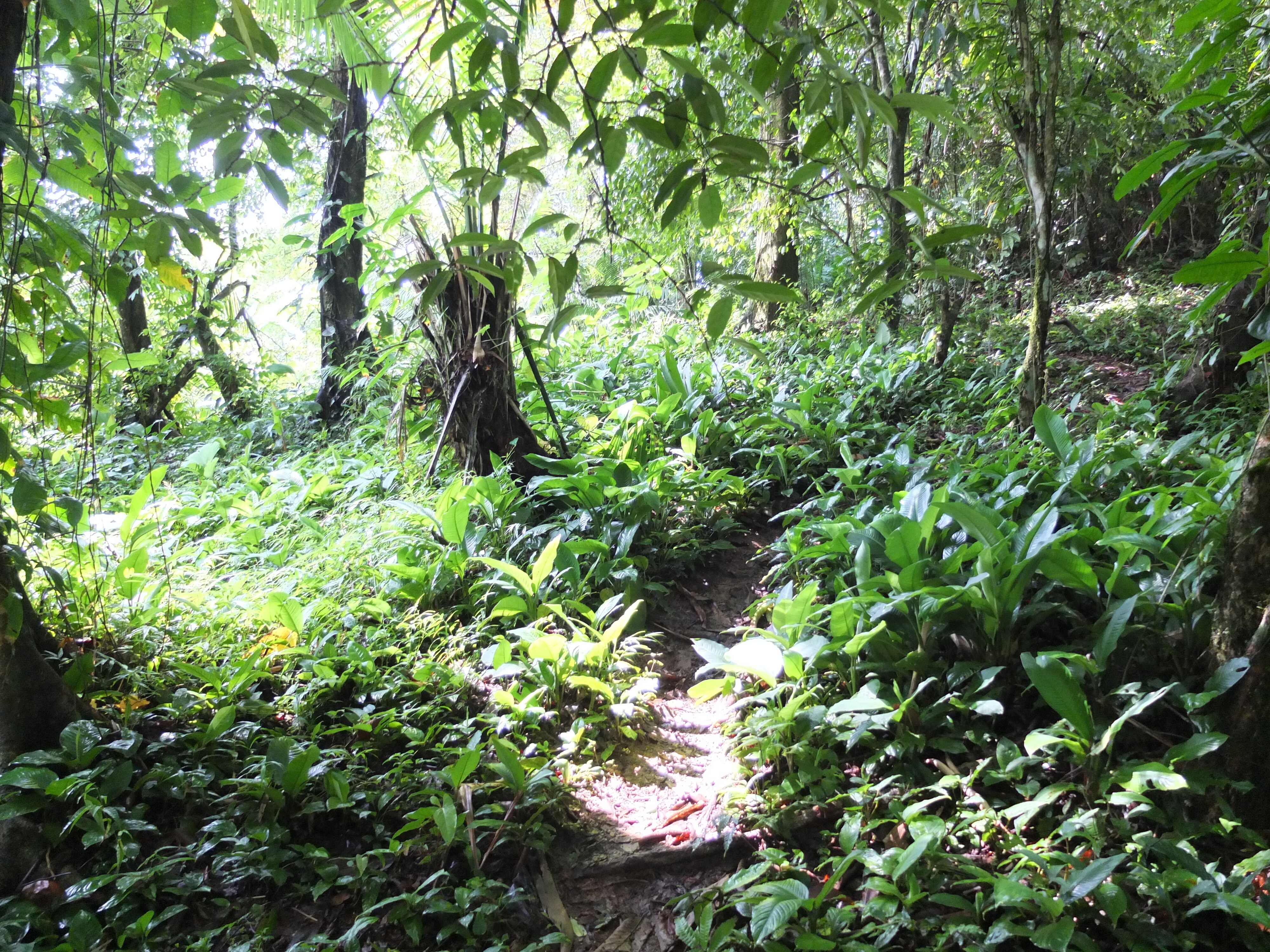 รูปถ่าย ปานามา(Panama) เกาะบาสติเมนโตส(Bastimentos) 2015-03 25